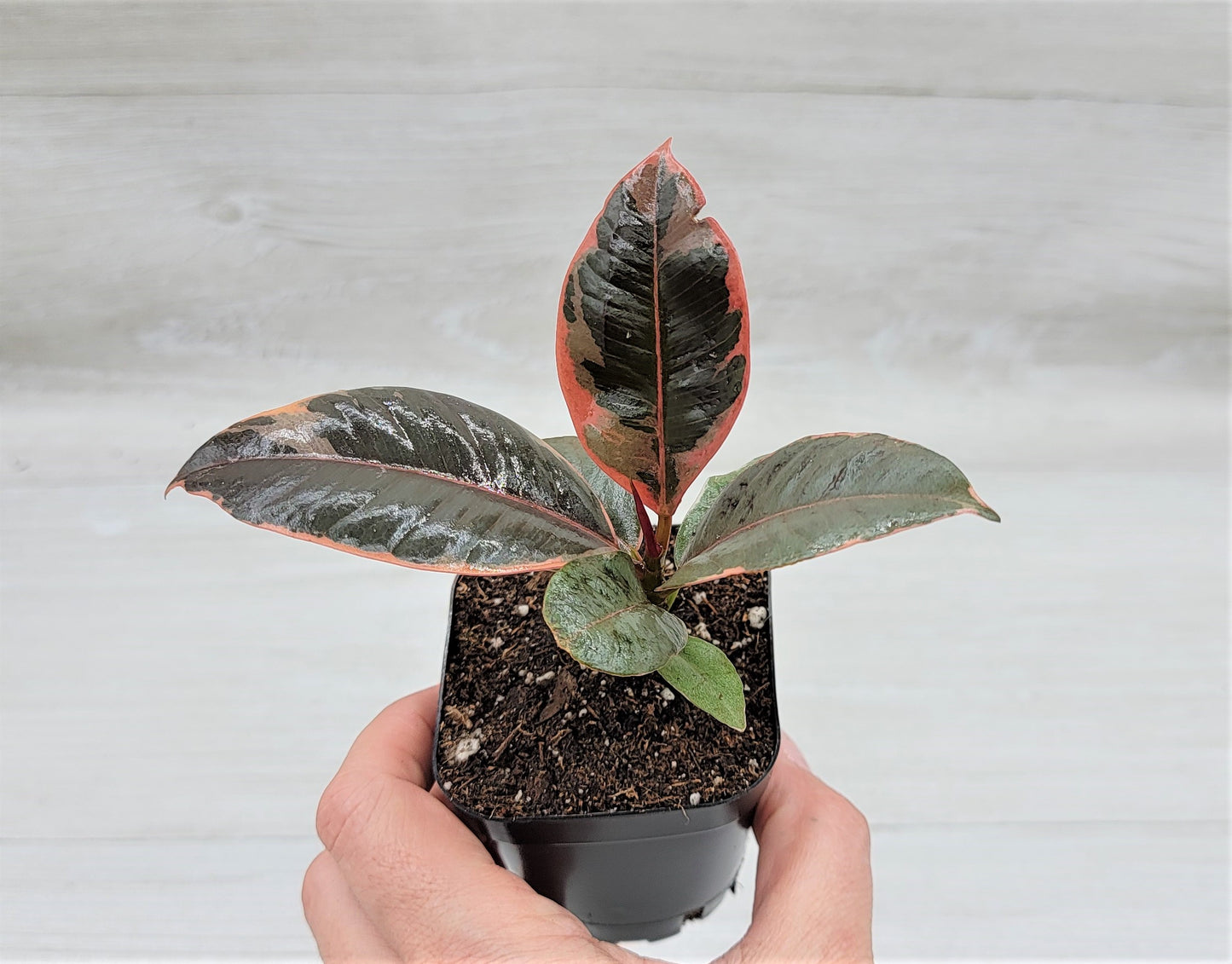 Ficus Tineke ruby, Ficus Elastica Tineke Ruby, Ficus pink Belize,Rubber Plant, Live Plants, ruby plant- in 3" Pot