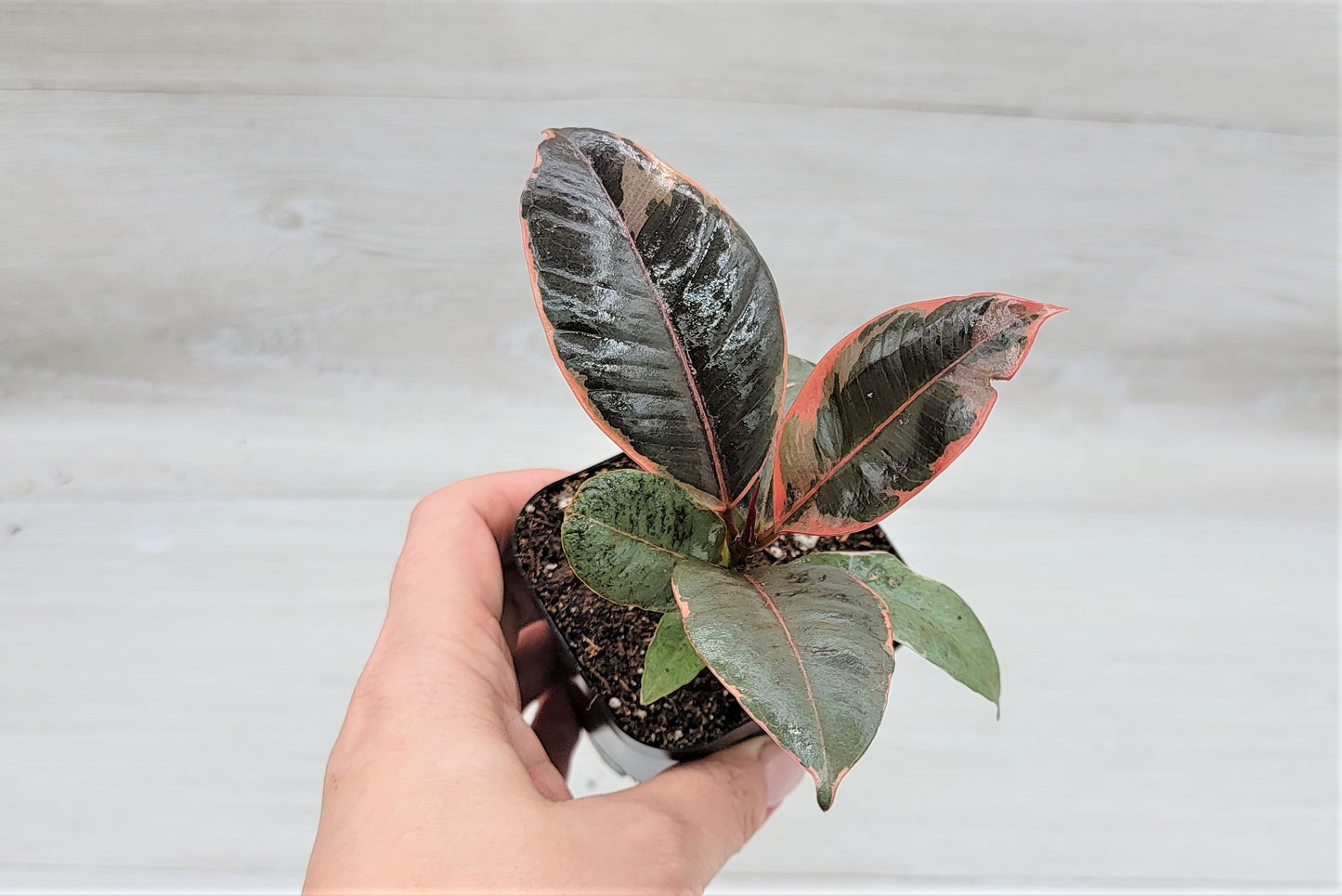 Ficus Tineke ruby, Ficus Elastica Tineke Ruby, Ficus pink Belize,Rubber Plant, Live Plants, ruby plant- in 3" Pot