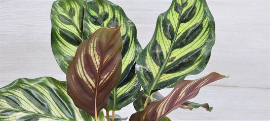 Calathea makoyana    Live Rare Exotic Tropical Indoor House Plants Easy to Grow Housewarming Gift Decoration Gift for Home or Office By wishlistplant