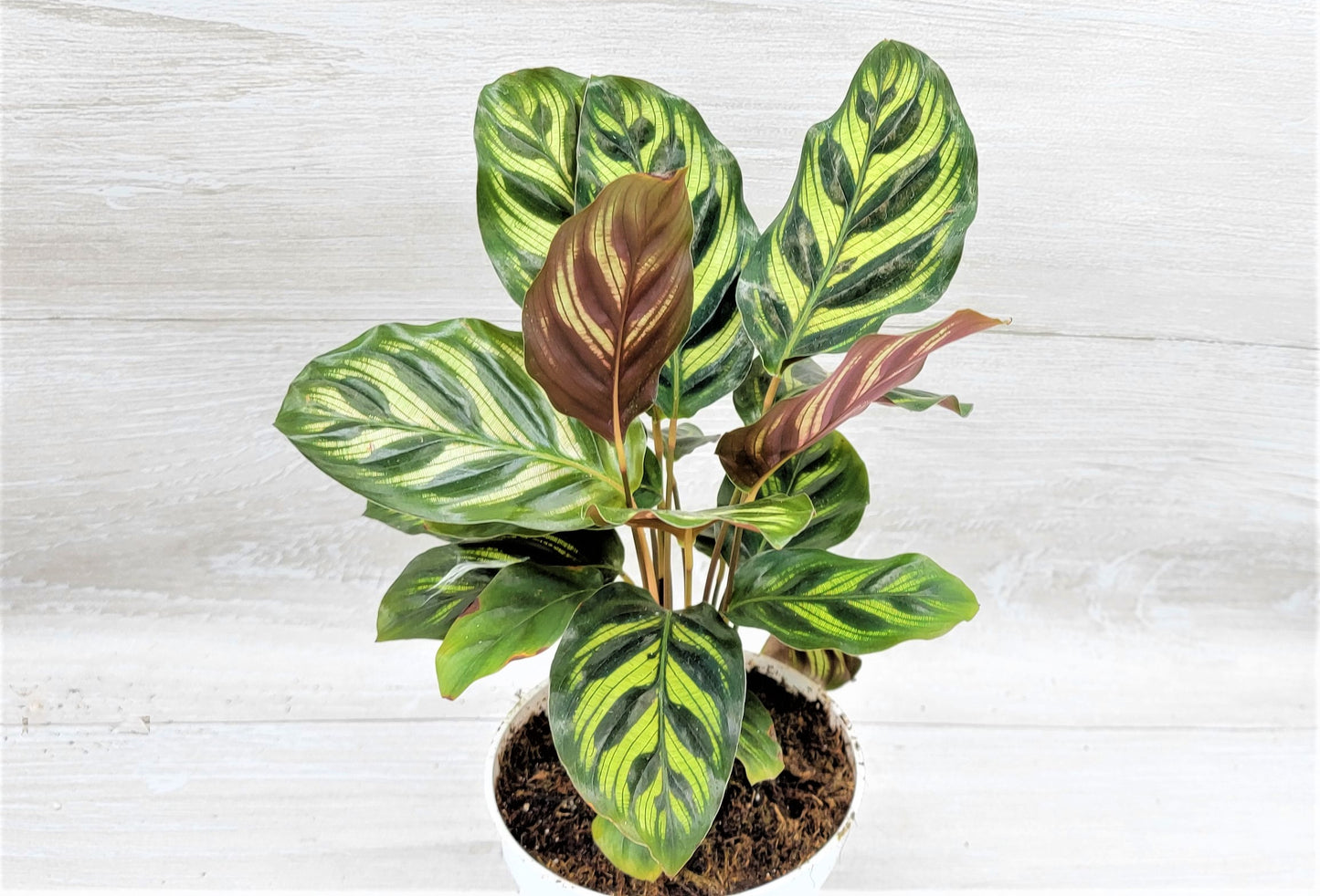 Calathea makoyana    Live Rare Exotic Tropical Indoor House Plants Easy to Grow Housewarming Gift Decoration Gift for Home or Office By wishlistplant