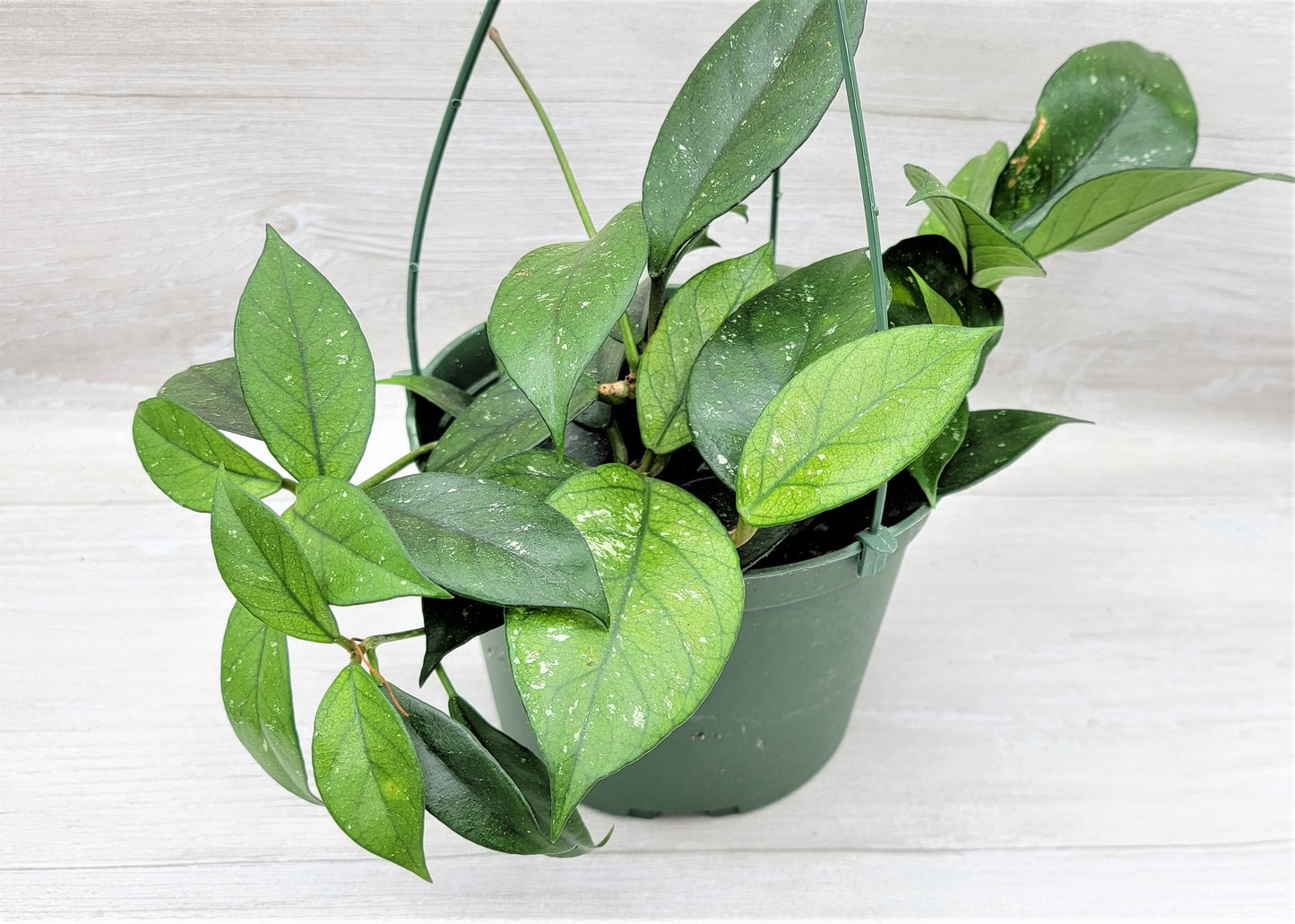 Hoya Fungii Splash Live Rare House Plants (All Plants are Fully Rooted Plants!)