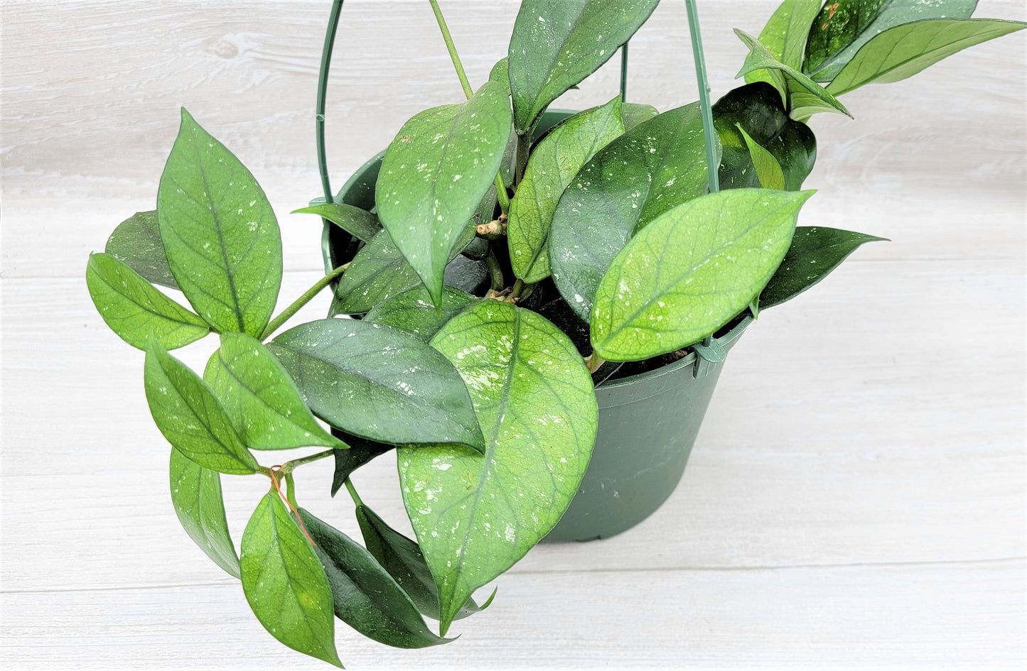 Hoya Fungii Splash Live Rare House Plants (All Plants are Fully Rooted Plants!)