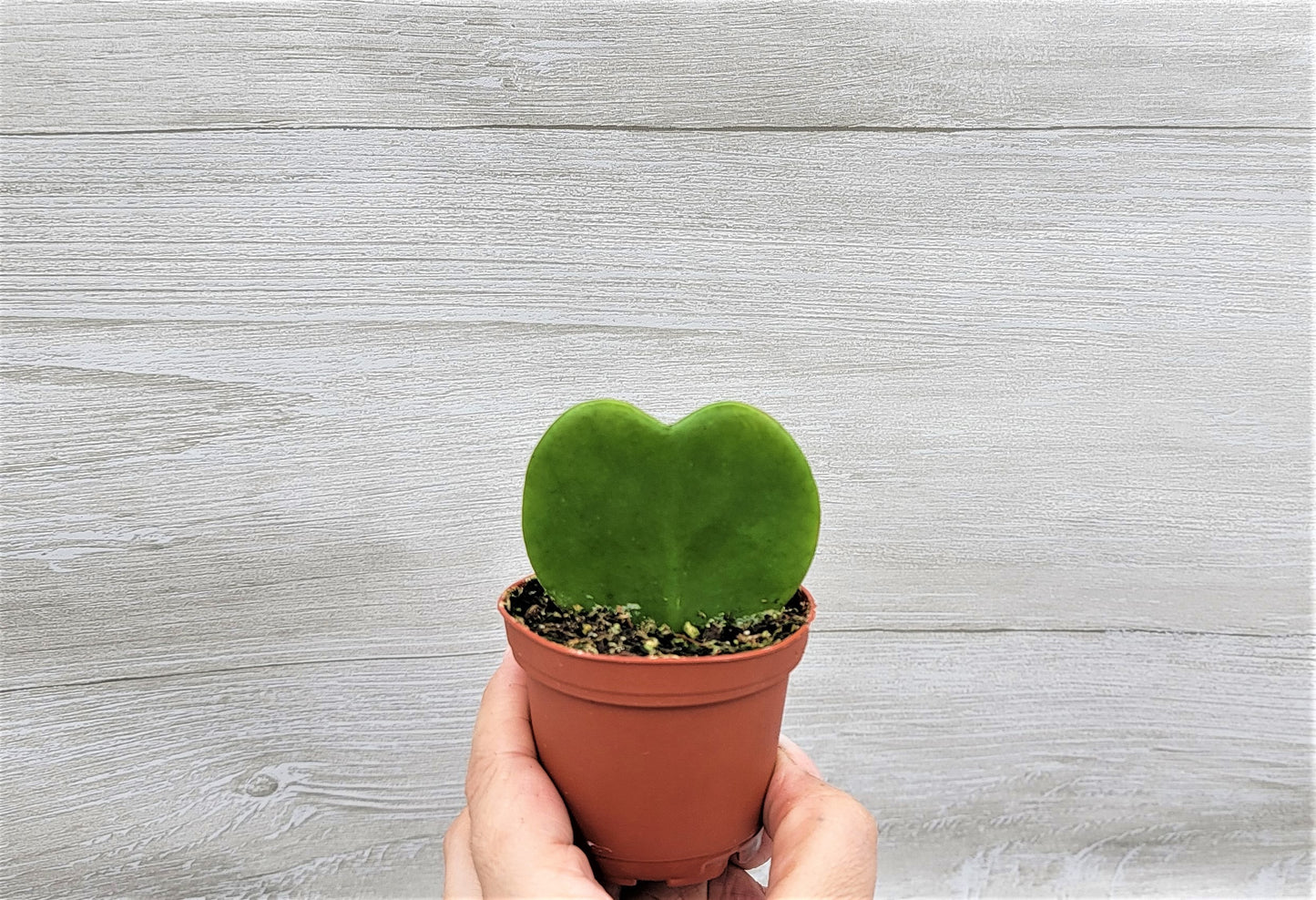 Hoya Kerrii (sweetheart) Live Rare Houseplants All Plants are Fully Rooted Plants in 4 inch pot