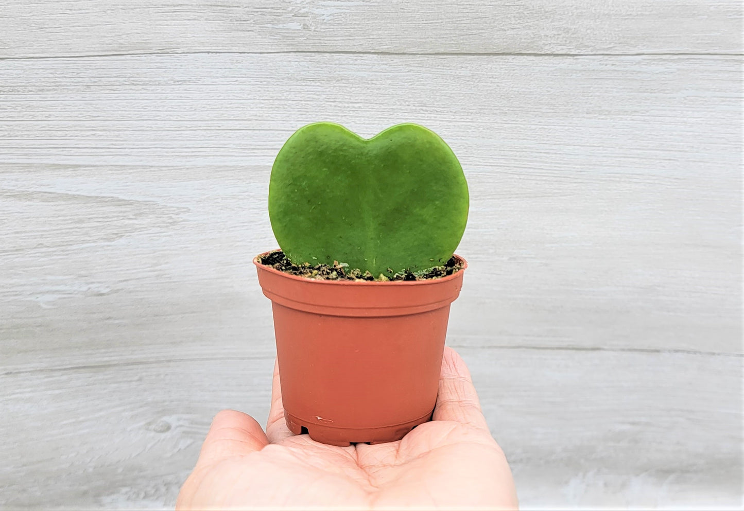 Hoya Kerrii (sweetheart) Live Rare Houseplants All Plants are Fully Rooted Plants in 4 inch pot