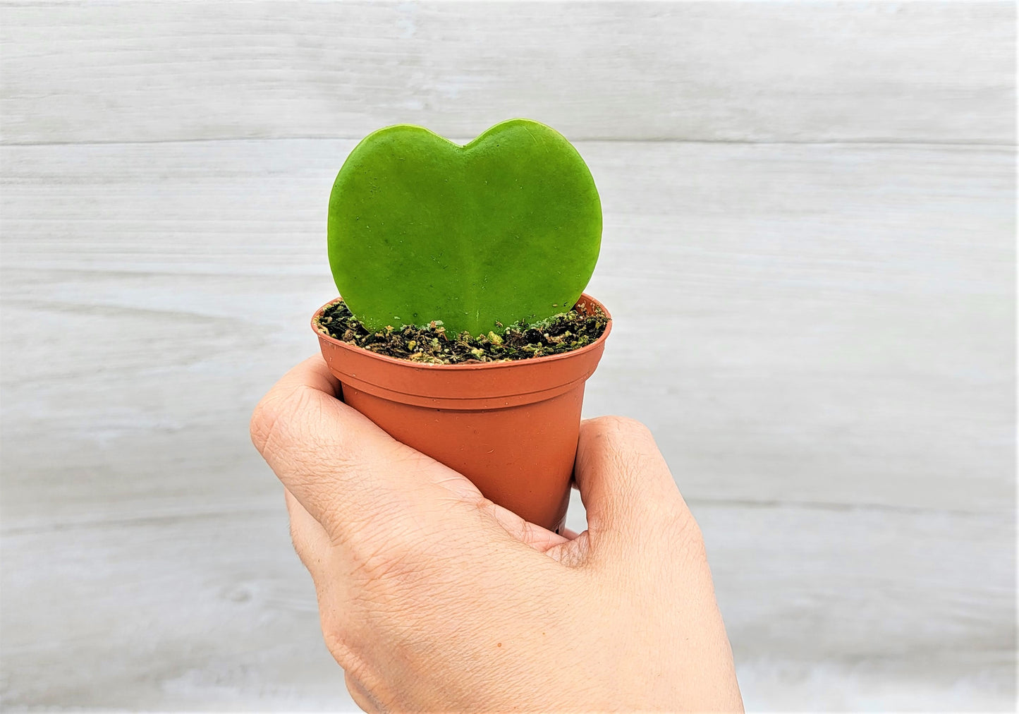 Hoya Kerrii (sweetheart) Live Rare Houseplants All Plants are Fully Rooted Plants in 4 inch pot