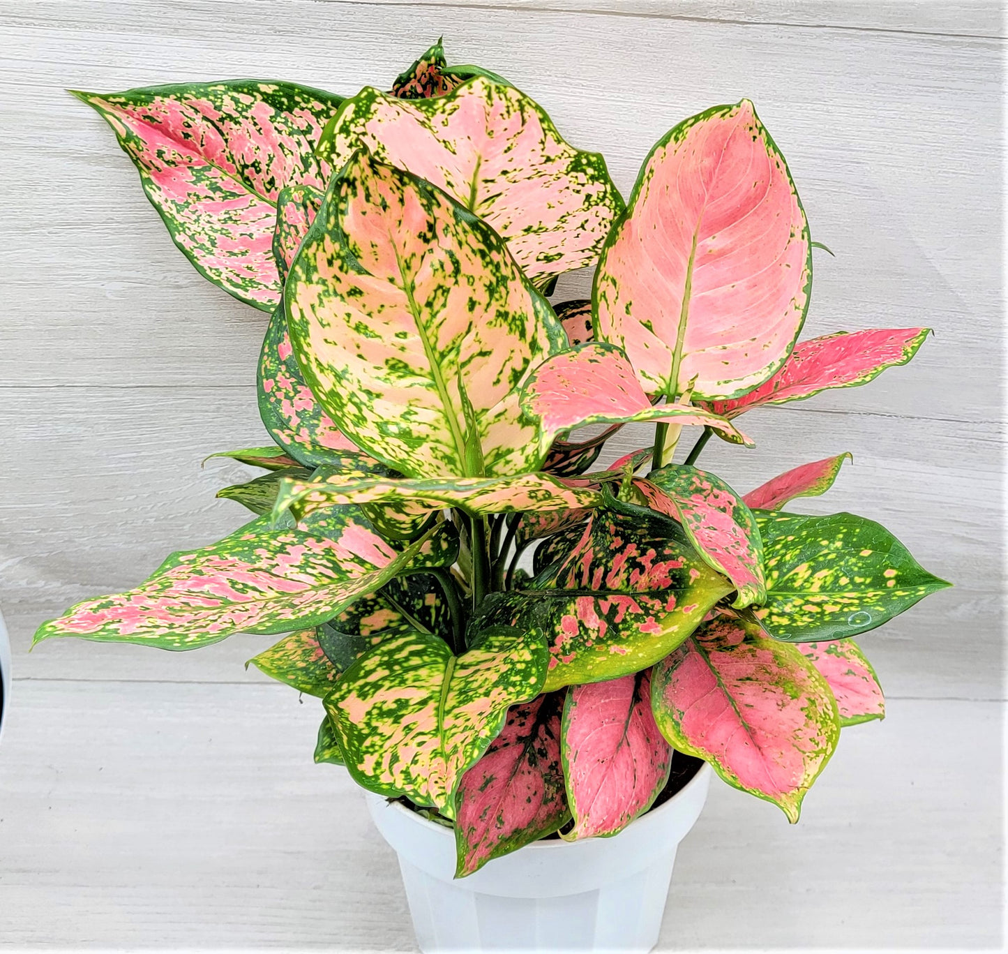 Aglaonema Wishes, Aglaonema Pink Lady Valentine , Chinese Evergreen, Aglaonema Lucky Red   Live Rare Exotic Tropical Indoor House Plants Easy to Grow Housewarming Gift Decoration Gift for Home or Office By wishlistplant