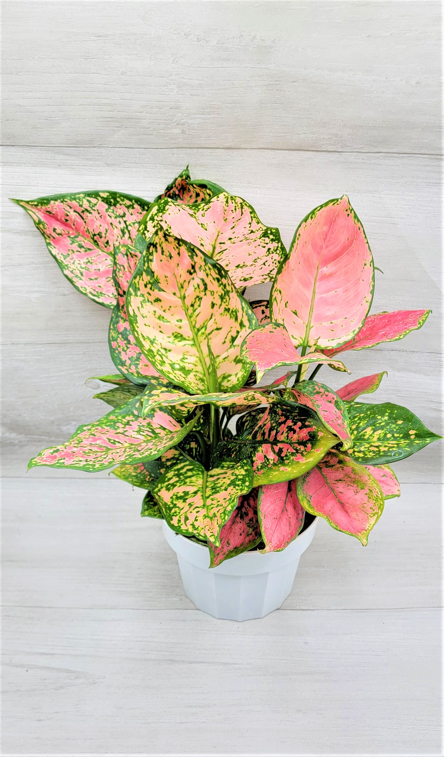 Aglaonema Wishes, Aglaonema Pink Lady Valentine , Chinese Evergreen, Aglaonema Lucky Red   Live Rare Exotic Tropical Indoor House Plants Easy to Grow Housewarming Gift Decoration Gift for Home or Office By wishlistplant