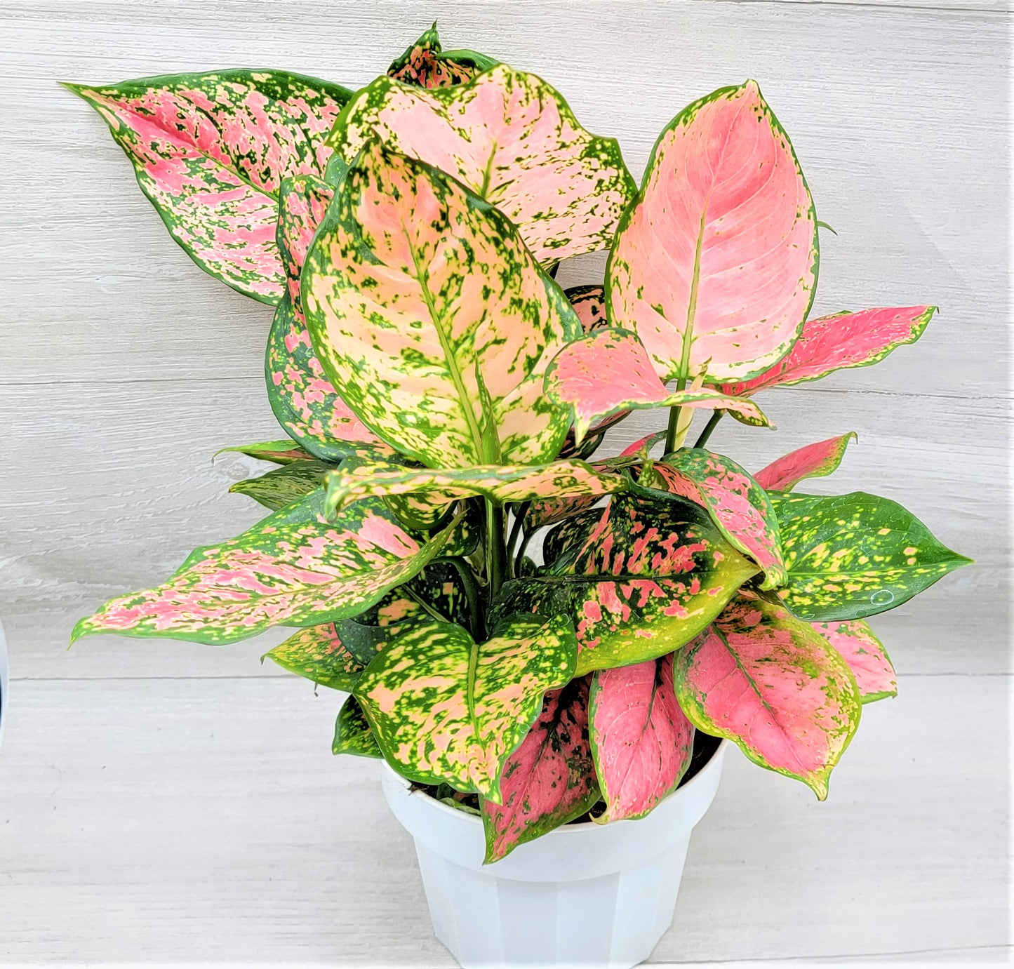 Aglaonema Wishes, Aglaonema Pink Lady Valentine , Chinese Evergreen, Aglaonema Lucky Red   Live Rare Exotic Tropical Indoor House Plants Easy to Grow Housewarming Gift Decoration Gift for Home or Office By wishlistplant