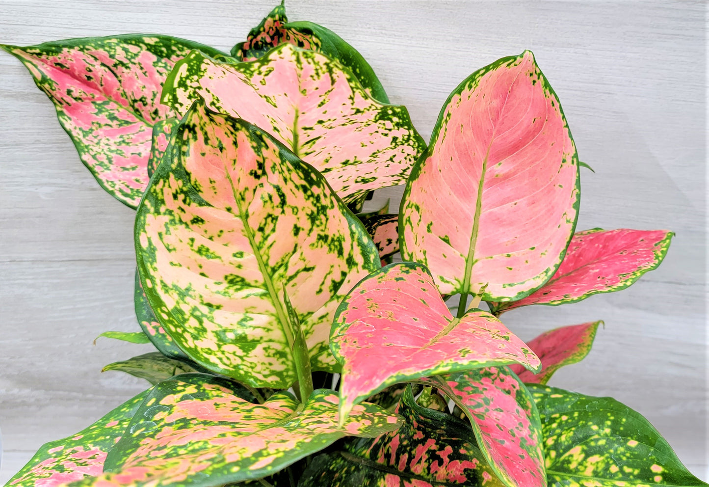 Aglaonema Wishes, Aglaonema Pink Lady Valentine , Chinese Evergreen, Aglaonema Lucky Red   Live Rare Exotic Tropical Indoor House Plants Easy to Grow Housewarming Gift Decoration Gift for Home or Office By wishlistplant