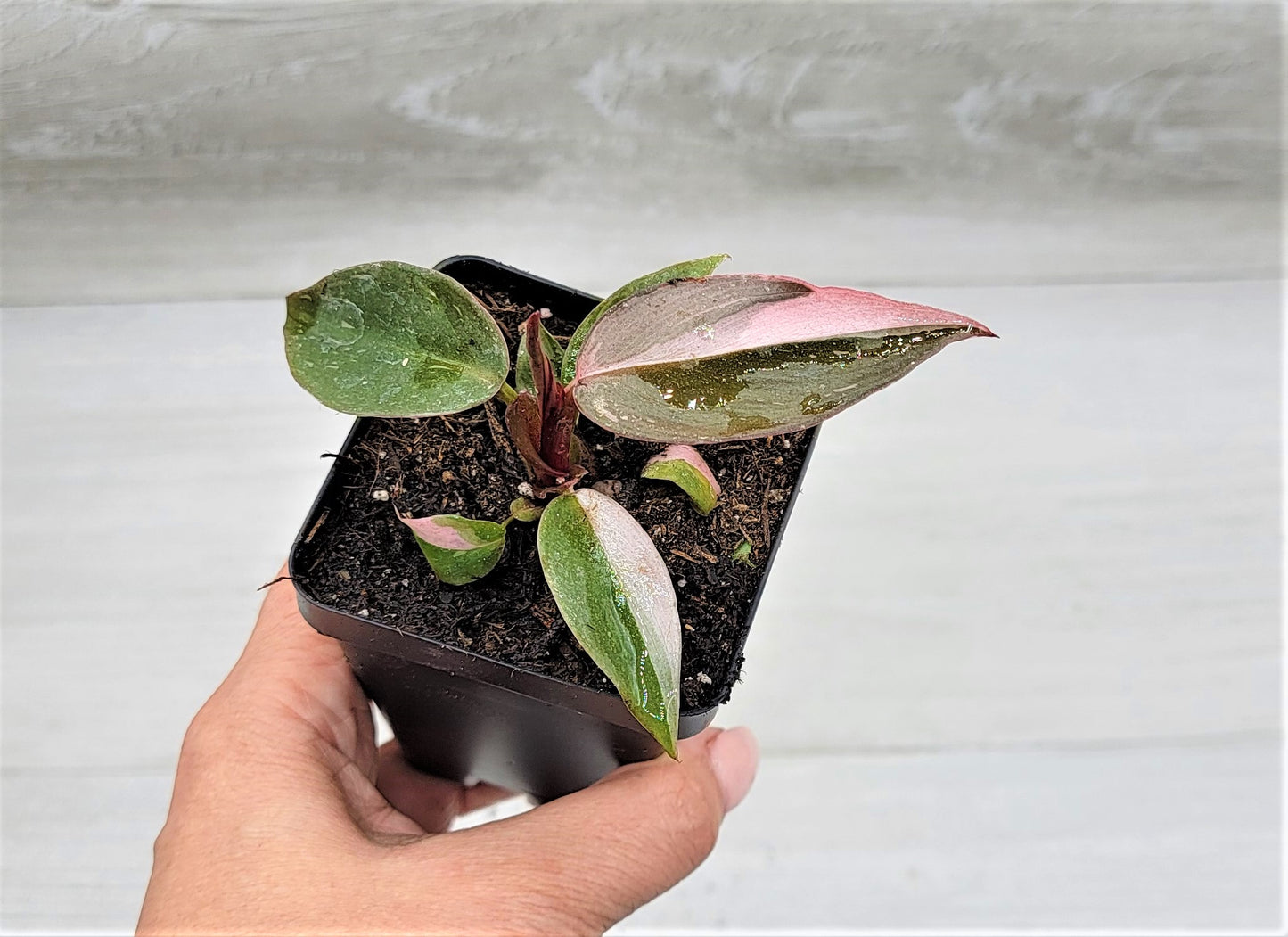 Philodendron Pink Princess Live Rare Houseplants All Plants are Fully Rooted Plants