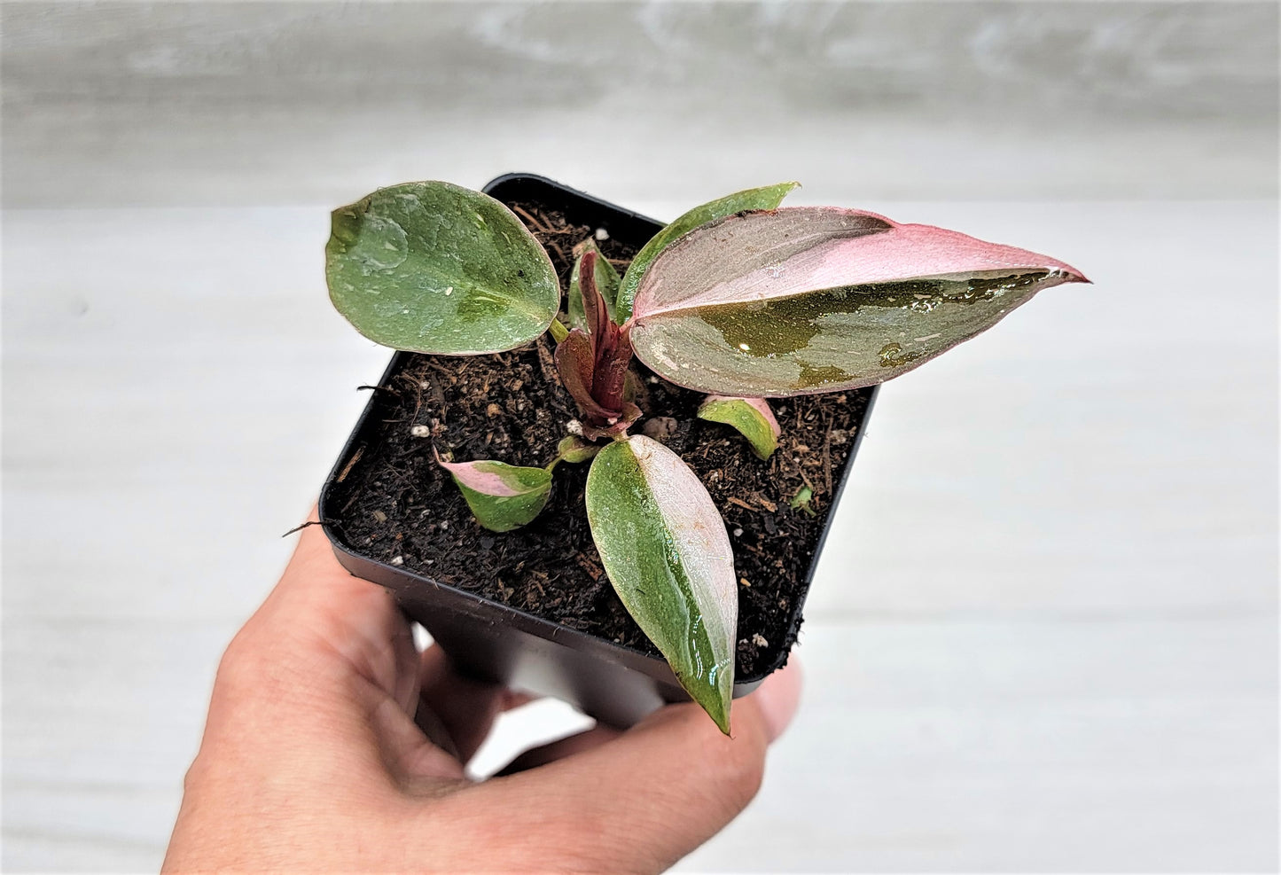 Philodendron Pink Princess Live Rare Houseplants All Plants are Fully Rooted Plants