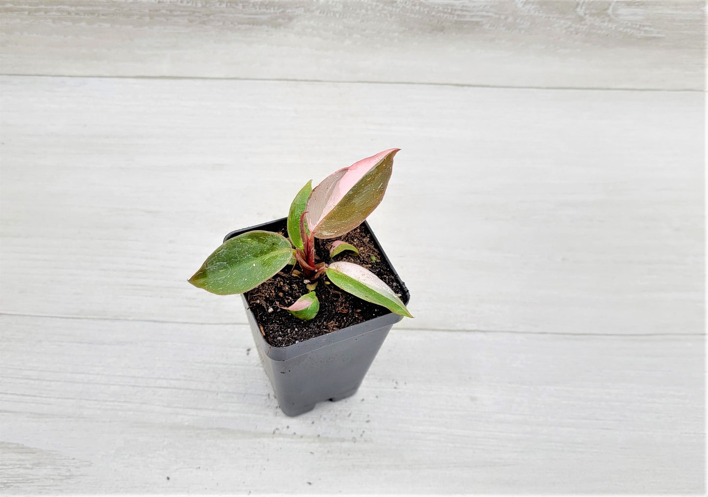 Philodendron Pink Princess Live Rare Houseplants All Plants are Fully Rooted Plants