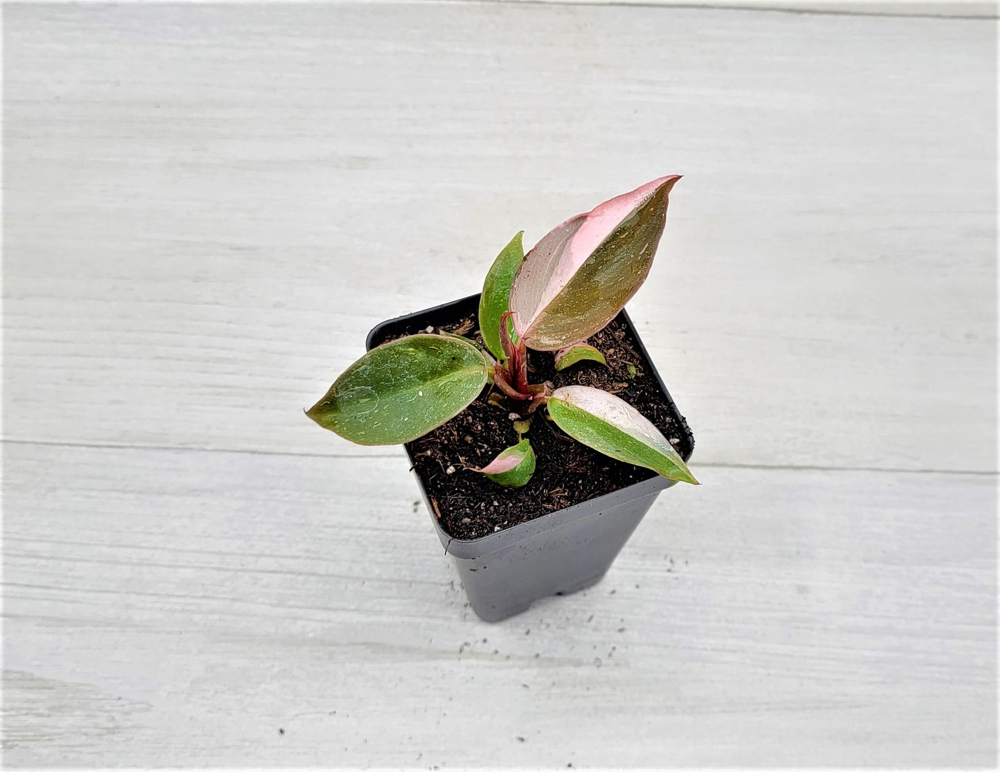 Philodendron Pink Princess Live Rare Houseplants All Plants are Fully Rooted Plants