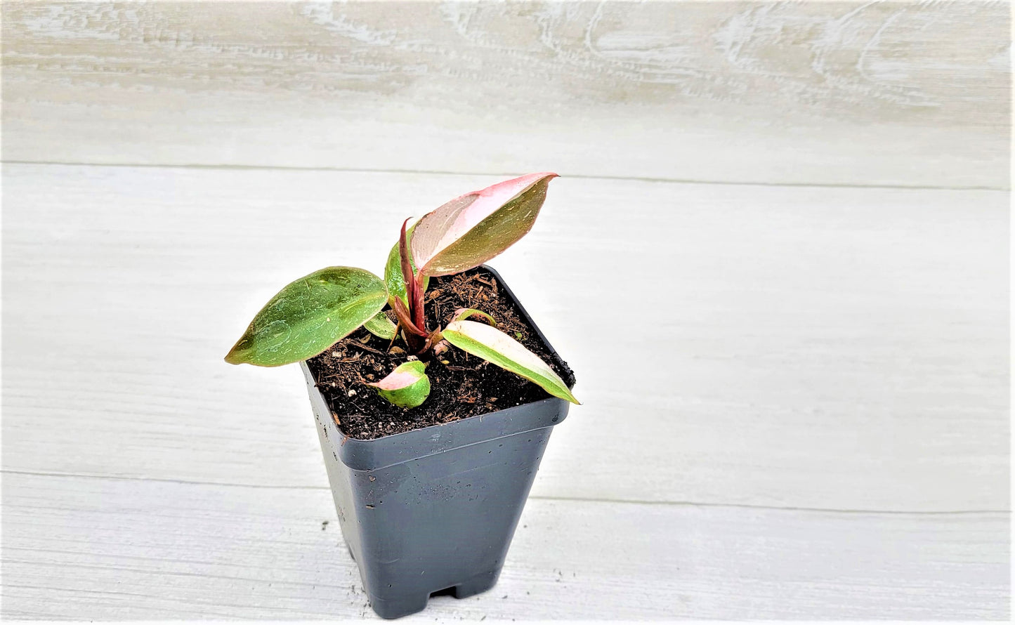 Philodendron Pink Princess Live Rare Houseplants All Plants are Fully Rooted Plants