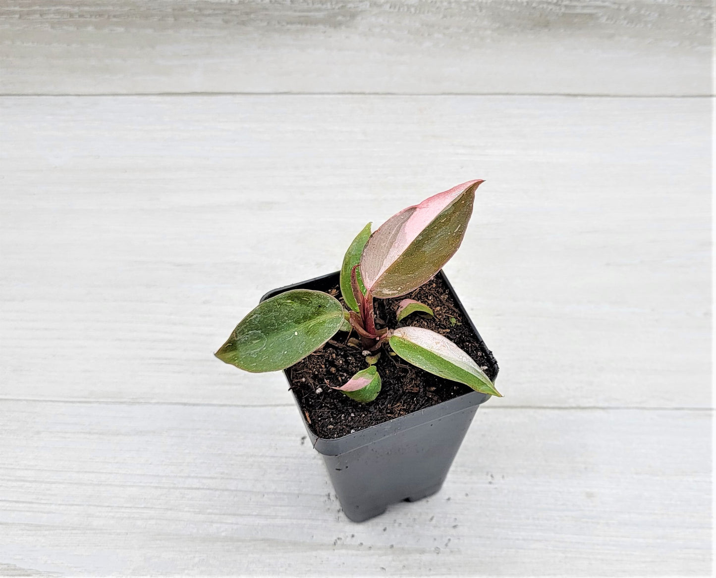 Philodendron Pink Princess Live Rare Houseplants All Plants are Fully Rooted Plants