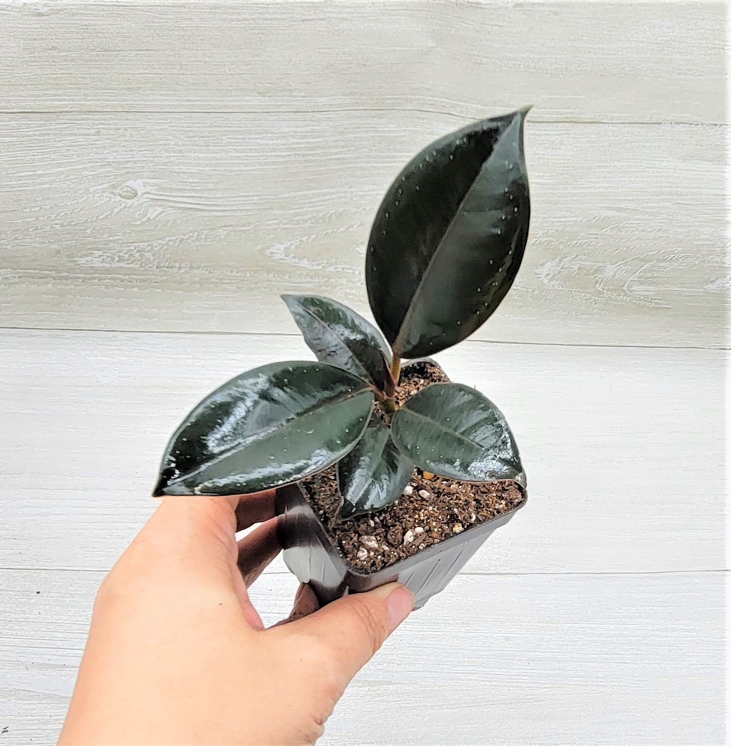 Ficus Burgundy ,Rare Variegated Rubber Plant ,Ficus Elastica Burgundy ,Rubber tree,  Live Rare Exotic Tropical Indoor House Plants Easy to Grow Housewarming Gift Decoration Gift for Home or Office By wishlistplant