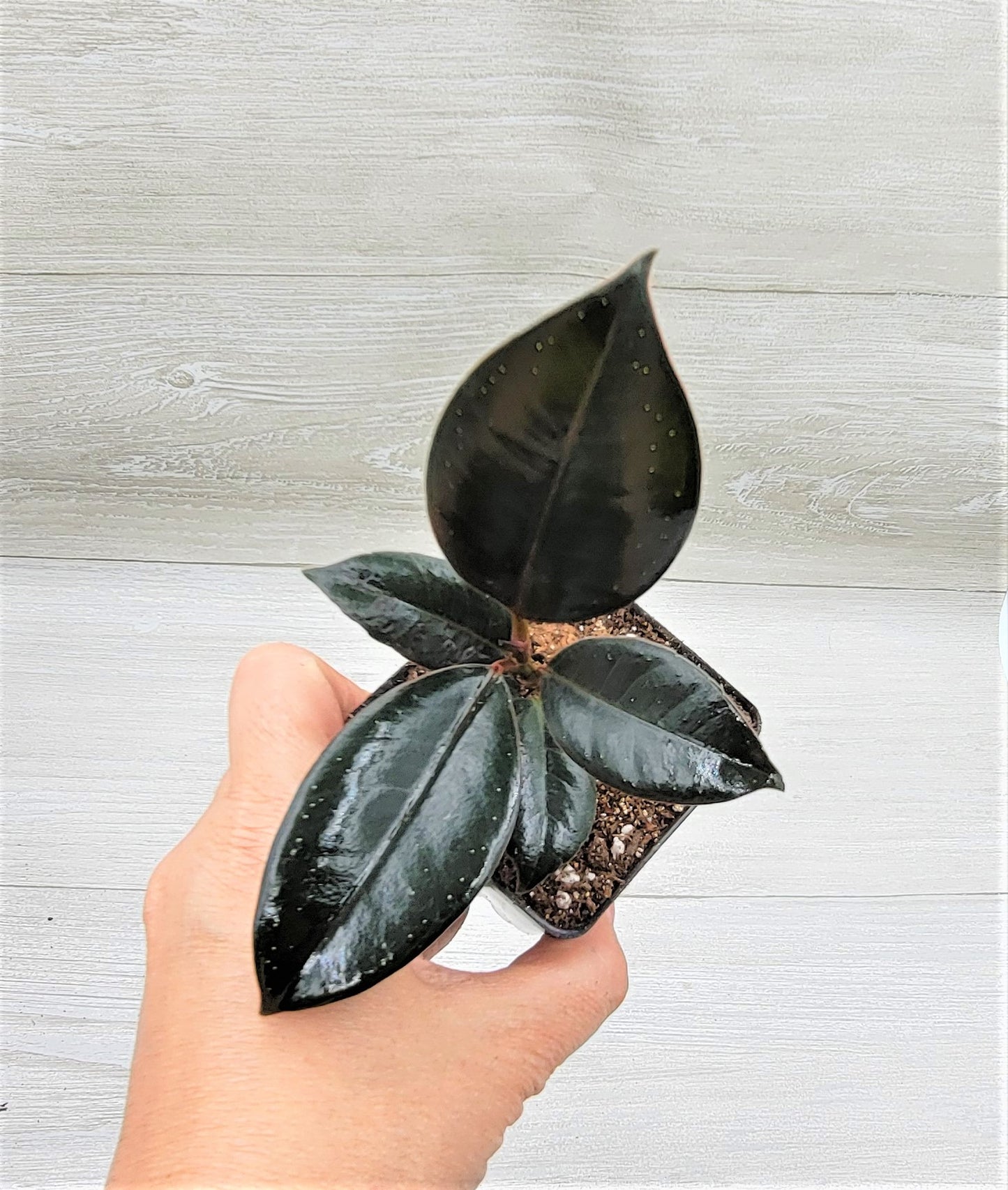 Ficus Burgundy ,Rare Variegated Rubber Plant ,Ficus Elastica Burgundy ,Rubber tree,  Live Rare Exotic Tropical Indoor House Plants Easy to Grow Housewarming Gift Decoration Gift for Home or Office By wishlistplant