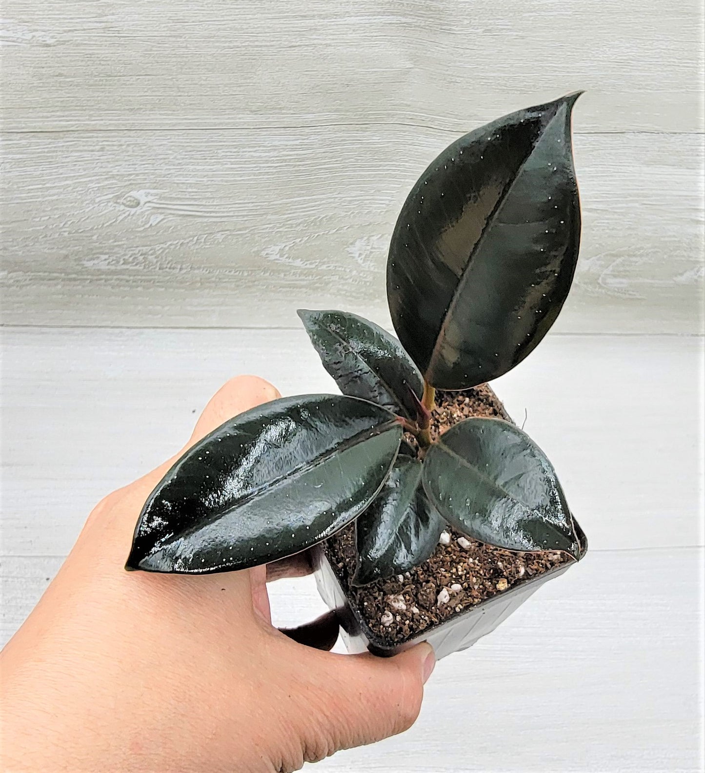 Ficus Burgundy ,Rare Variegated Rubber Plant ,Ficus Elastica Burgundy ,Rubber tree,  Live Rare Exotic Tropical Indoor House Plants Easy to Grow Housewarming Gift Decoration Gift for Home or Office By wishlistplant