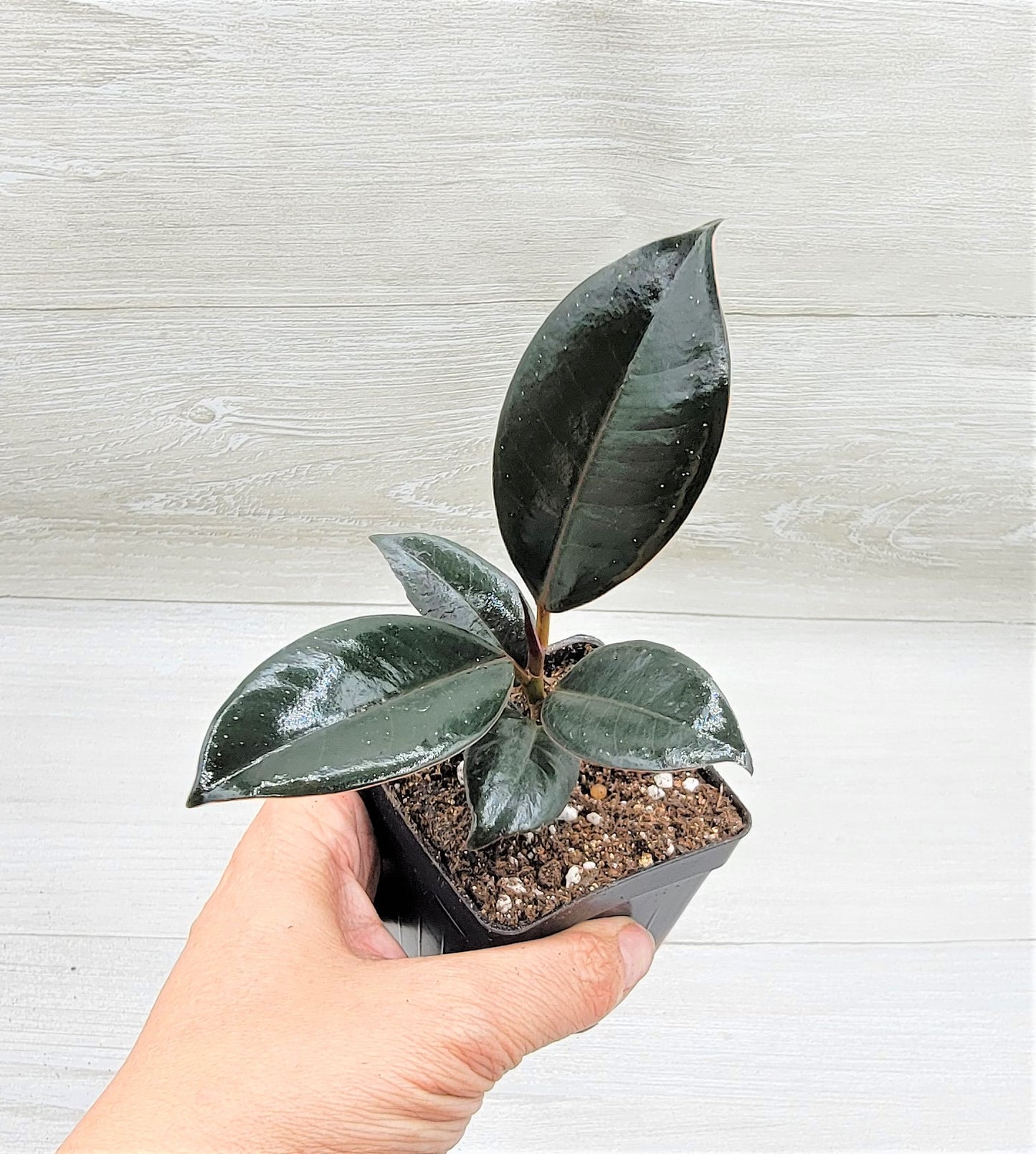 Ficus Burgundy ,Rare Variegated Rubber Plant ,Ficus Elastica Burgundy ,Rubber tree,  Live Rare Exotic Tropical Indoor House Plants Easy to Grow Housewarming Gift Decoration Gift for Home or Office By wishlistplant