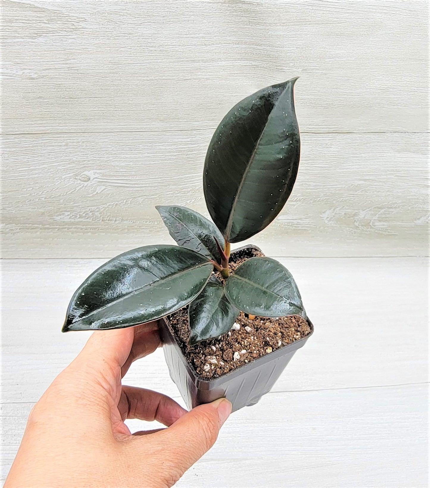 Ficus Burgundy ,Rare Variegated Rubber Plant ,Ficus Elastica Burgundy ,Rubber tree,  Live Rare Exotic Tropical Indoor House Plants Easy to Grow Housewarming Gift Decoration Gift for Home or Office By wishlistplant