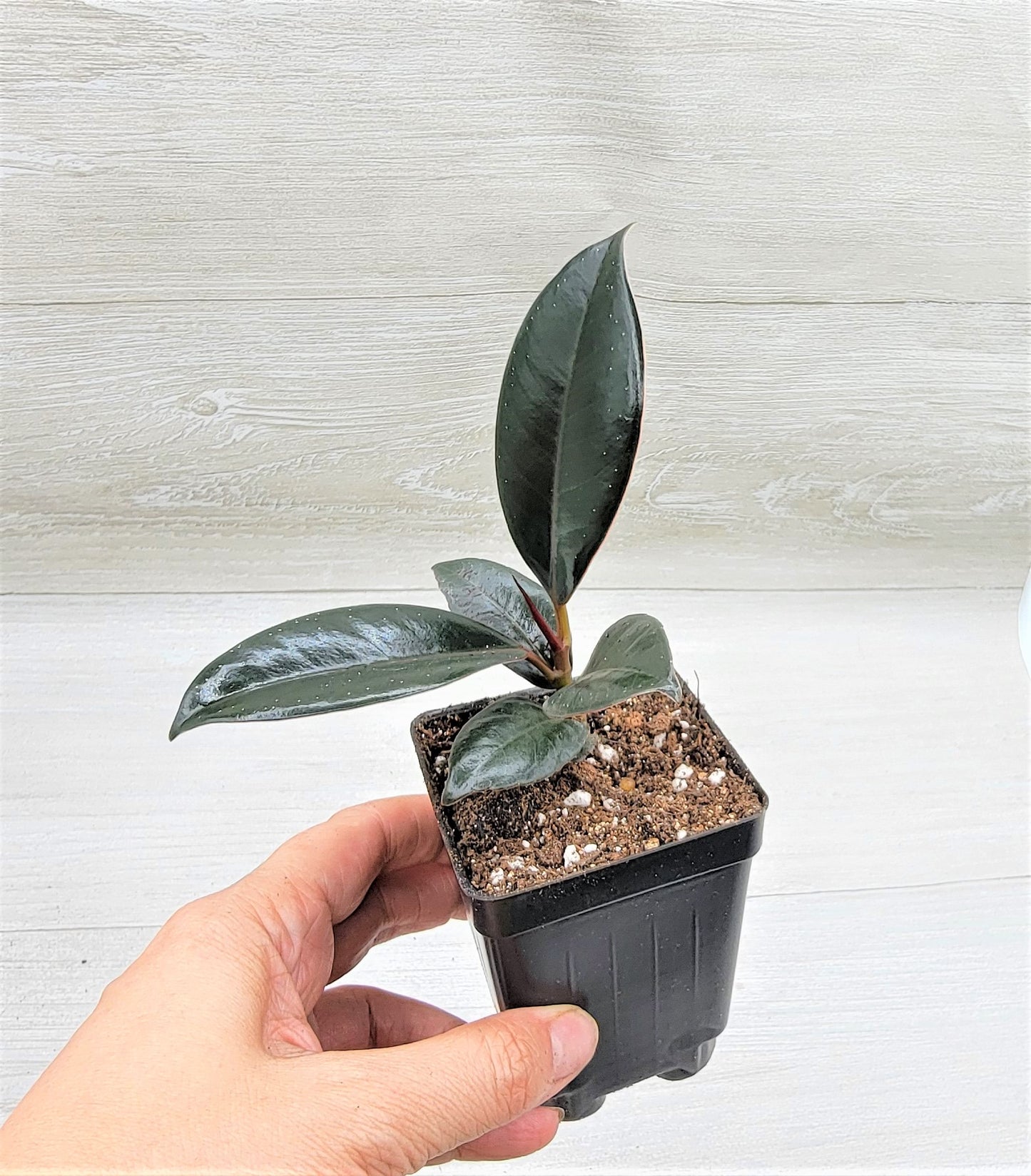 Ficus Burgundy ,Rare Variegated Rubber Plant ,Ficus Elastica Burgundy ,Rubber tree,  Live Rare Exotic Tropical Indoor House Plants Easy to Grow Housewarming Gift Decoration Gift for Home or Office By wishlistplant