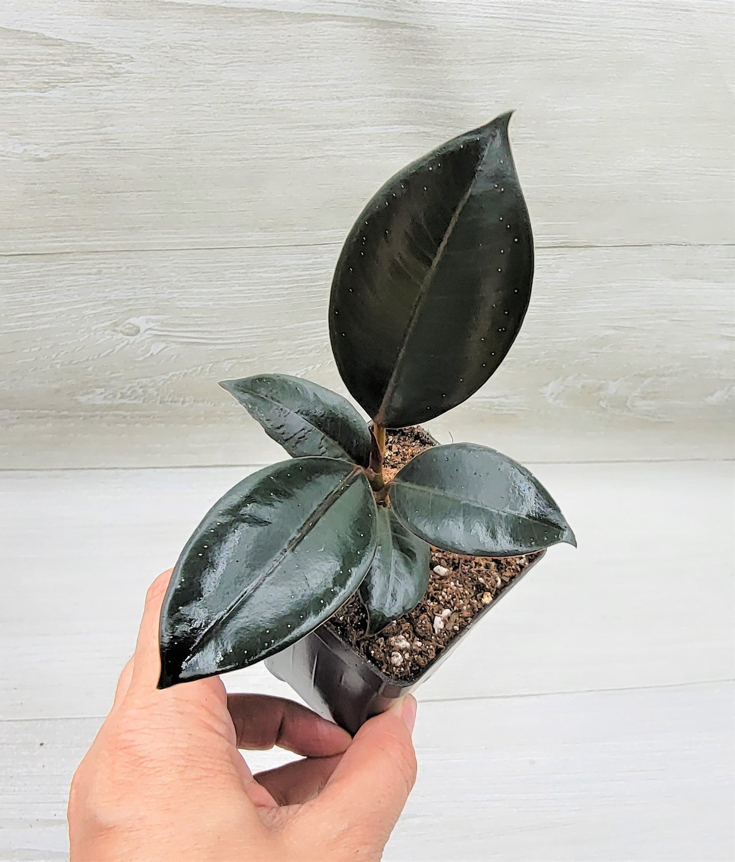 Ficus Burgundy ,Rare Variegated Rubber Plant ,Ficus Elastica Burgundy ,Rubber tree,  Live Rare Exotic Tropical Indoor House Plants Easy to Grow Housewarming Gift Decoration Gift for Home or Office By wishlistplant