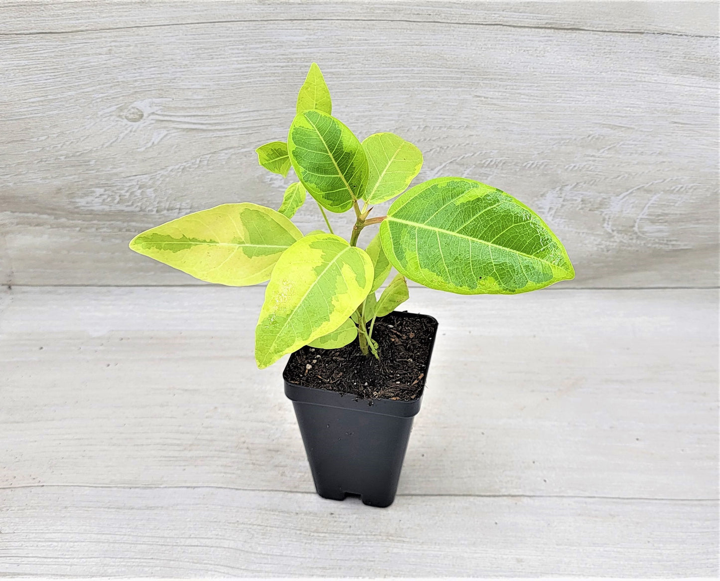 Ficus Altissima Yellow Gem ,Ficus Vareigated Yellow Gem, Variegated Rubber Plant Ficus   Live Rare Exotic Tropical Indoor House Plants Easy to Grow Housewarming Gift Decoration Gift for Home or Office By wishlistplantt