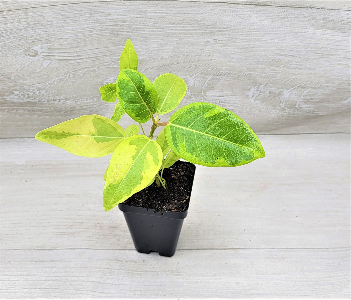 Ficus Altissima Yellow Gem ,Ficus Vareigated Yellow Gem, Variegated Rubber Plant Ficus   Live Rare Exotic Tropical Indoor House Plants Easy to Grow Housewarming Gift Decoration Gift for Home or Office By wishlistplantt