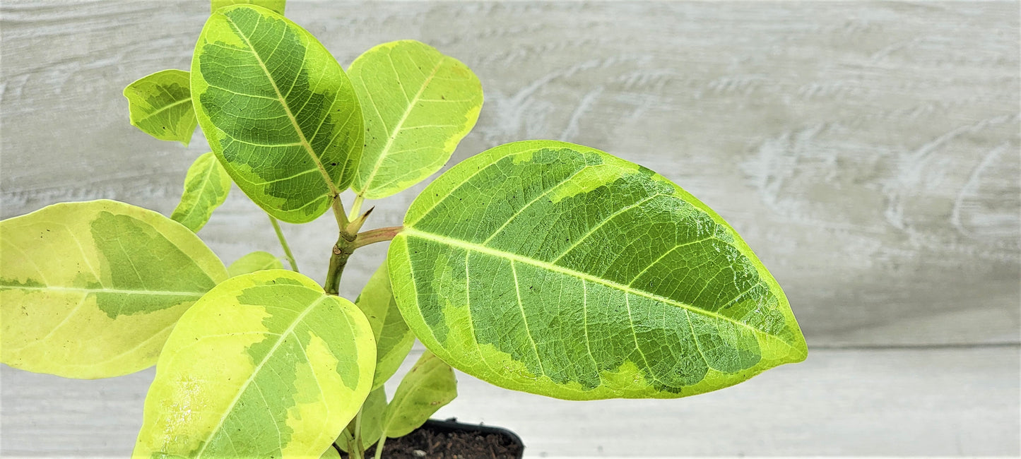 Ficus Altissima Yellow Gem ,Ficus Vareigated Yellow Gem, Variegated Rubber Plant Ficus   Live Rare Exotic Tropical Indoor House Plants Easy to Grow Housewarming Gift Decoration Gift for Home or Office By wishlistplantt