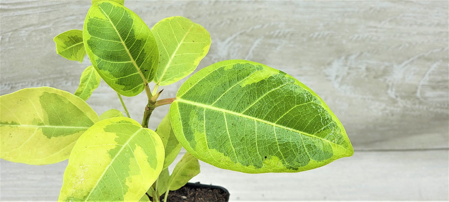 Ficus Altissima Yellow Gem ,Ficus Vareigated Yellow Gem, Variegated Rubber Plant Ficus   Live Rare Exotic Tropical Indoor House Plants Easy to Grow Housewarming Gift Decoration Gift for Home or Office By wishlistplantt