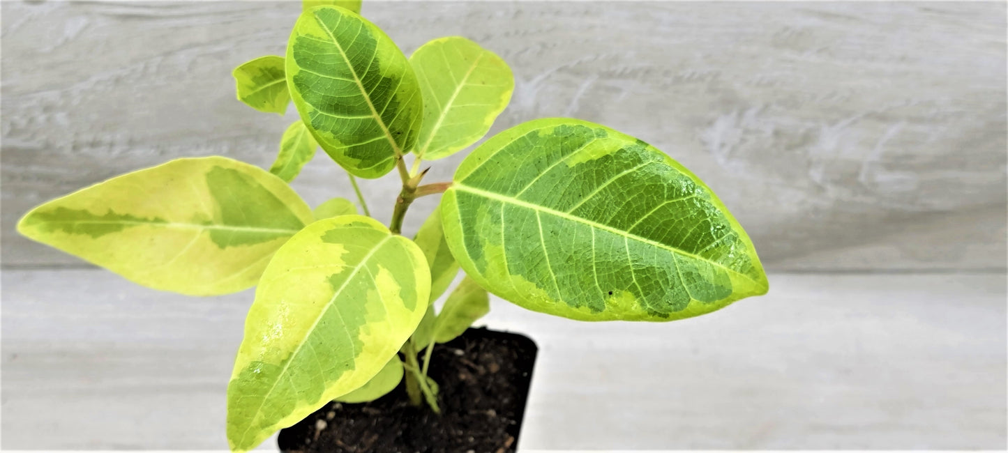 Ficus Altissima Yellow Gem ,Ficus Vareigated Yellow Gem, Variegated Rubber Plant Ficus   Live Rare Exotic Tropical Indoor House Plants Easy to Grow Housewarming Gift Decoration Gift for Home or Office By wishlistplantt