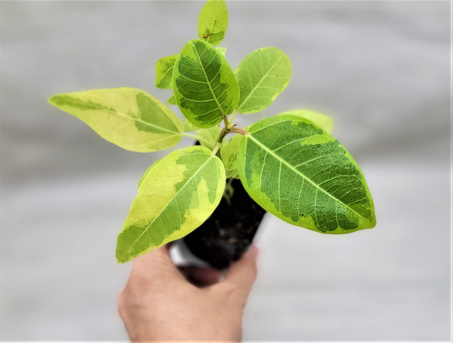 Ficus Altissima Yellow Gem ,Ficus Vareigated Yellow Gem, Variegated Rubber Plant Ficus   Live Rare Exotic Tropical Indoor House Plants Easy to Grow Housewarming Gift Decoration Gift for Home or Office By wishlistplantt