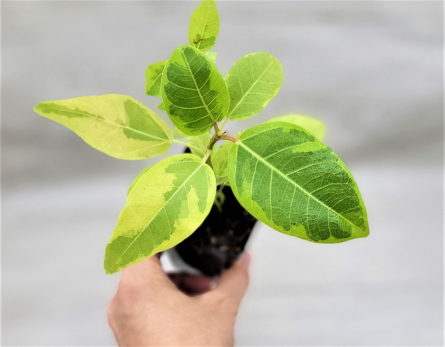 Ficus Altissima Yellow Gem ,Ficus Vareigated Yellow Gem, Variegated Rubber Plant Ficus   Live Rare Exotic Tropical Indoor House Plants Easy to Grow Housewarming Gift Decoration Gift for Home or Office By wishlistplantt