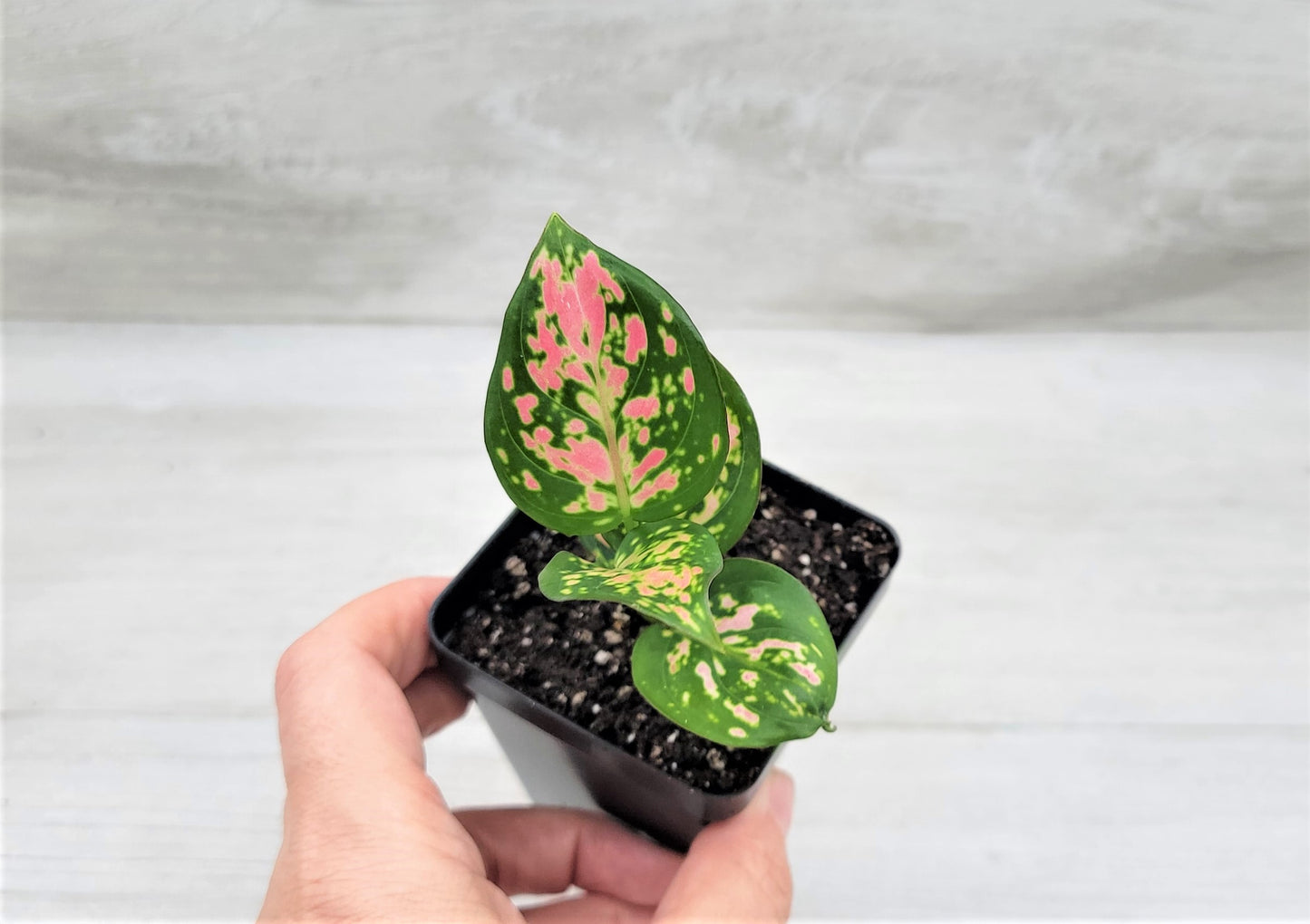 Aglaonema Wishes, Aglaonema Pink Lady Valentine , Chinese Evergreen, Aglaonema Lucky Red   Live Rare Exotic Tropical Indoor House Plants Easy to Grow Housewarming Gift Decoration Gift for Home or Office By wishlistplant