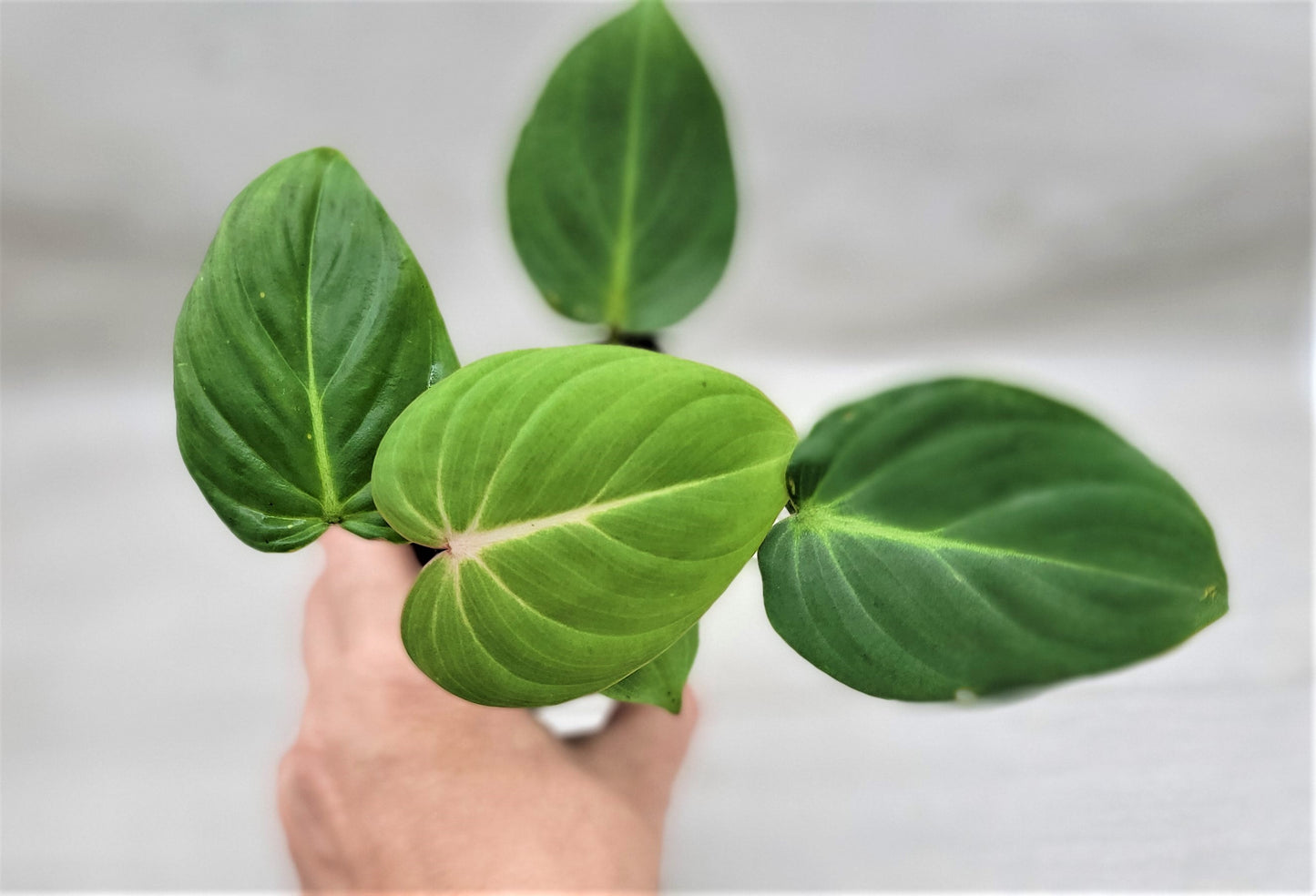 Philodendron Gloriosum Live Rare House Plants (All Plants are Fully Rooted Plants!)