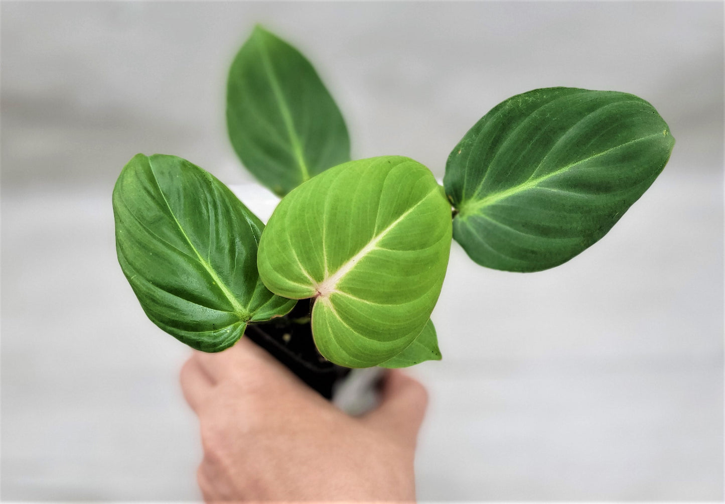 Philodendron Gloriosum Live Rare House Plants (All Plants are Fully Rooted Plants!)