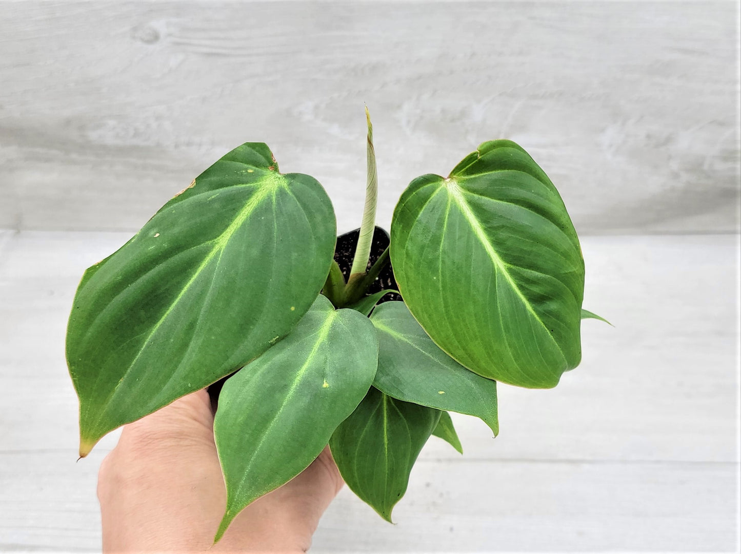 Philodendron Gloriosum Live Rare House Plants (All Plants are Fully Rooted Plants!)