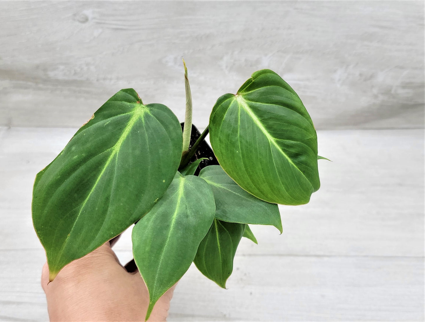 Philodendron Gloriosum Live Rare House Plants (All Plants are Fully Rooted Plants!)