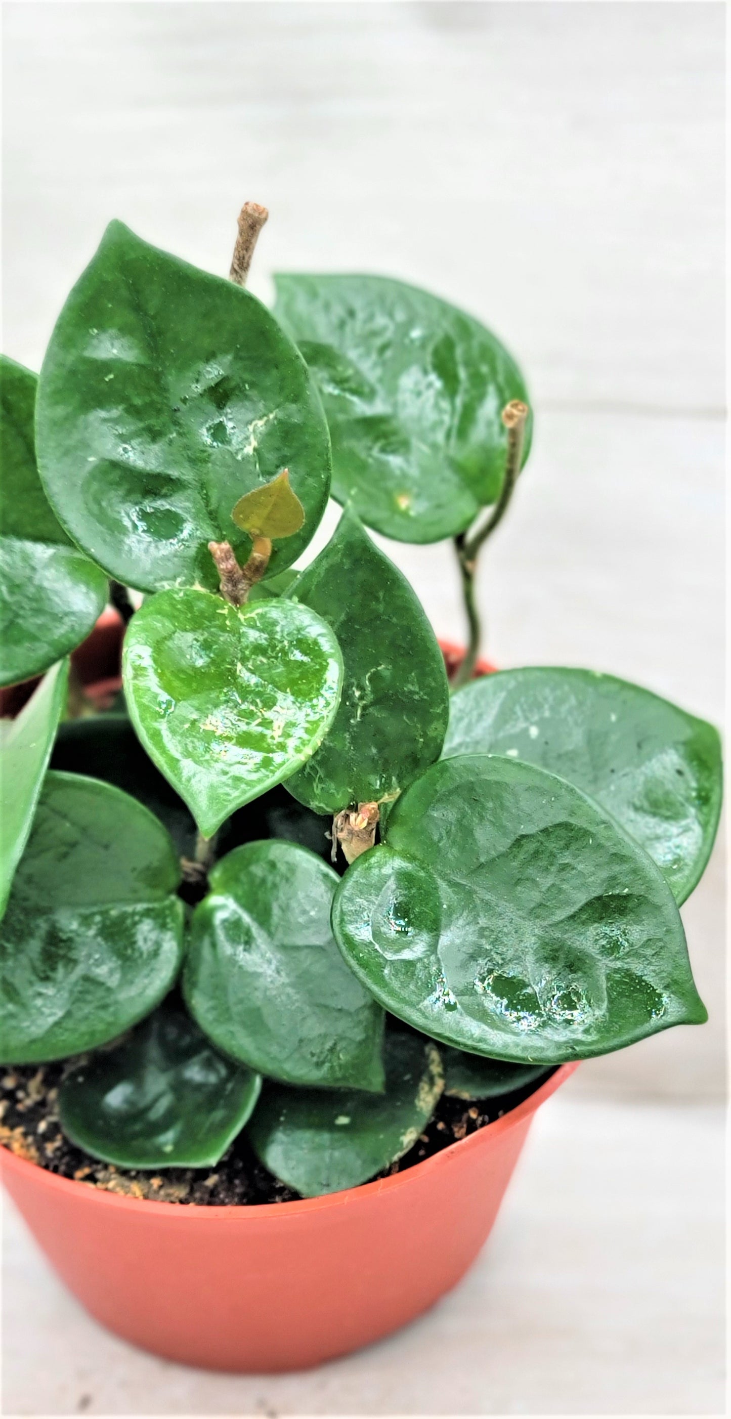 Hoya Chelsea live rare house plants in 4 inch nursery planted pot