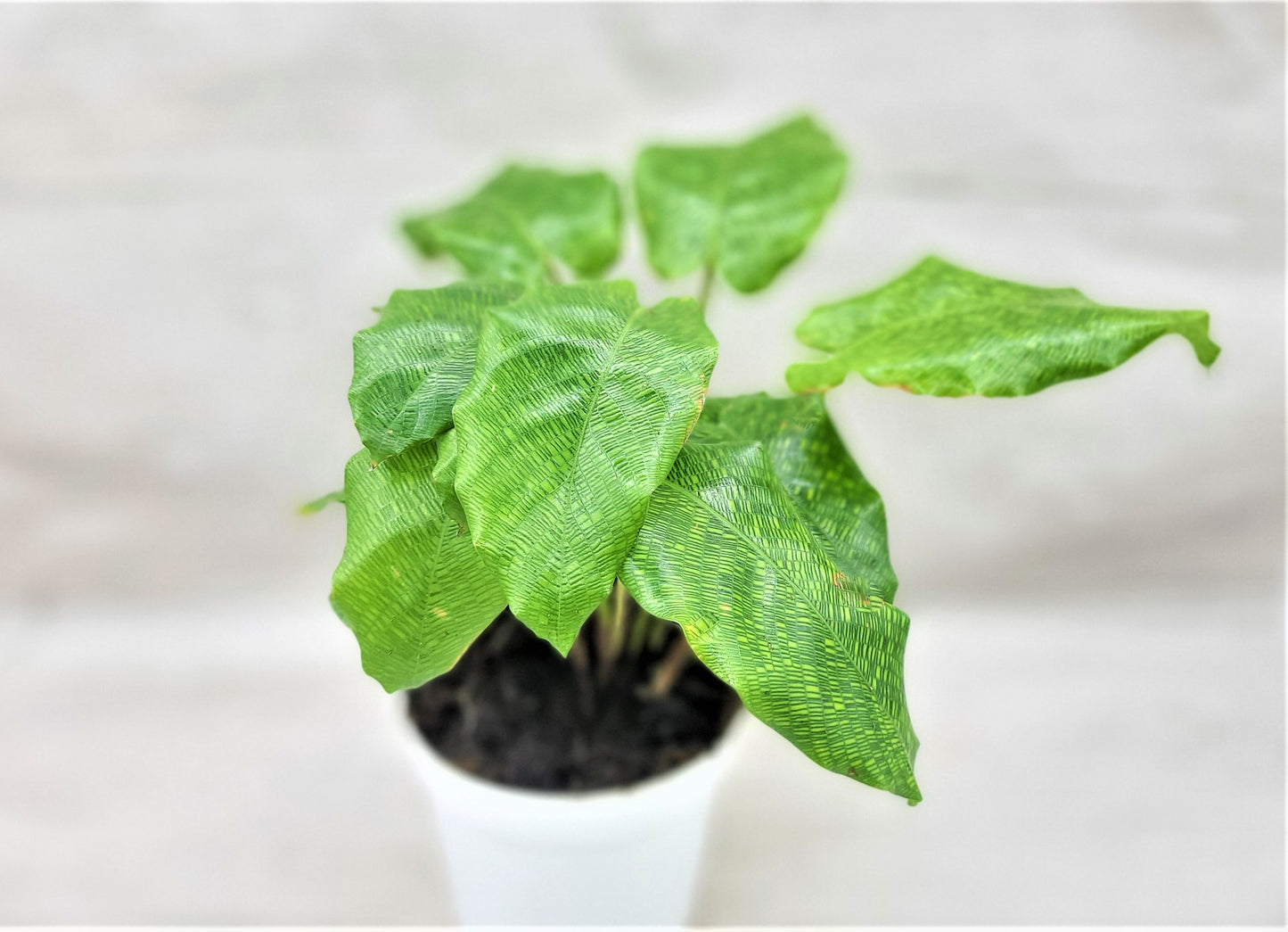 Calathea musaica aka Network Prayer Plant   Live Rare Exotic Tropical Indoor House Plants Easy to Grow Housewarming Gift Decoration Gift for Home or Office By wishlistplant