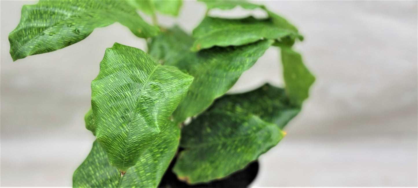 Calathea musaica aka Network Prayer Plant   Live Rare Exotic Tropical Indoor House Plants Easy to Grow Housewarming Gift Decoration Gift for Home or Office By wishlistplant