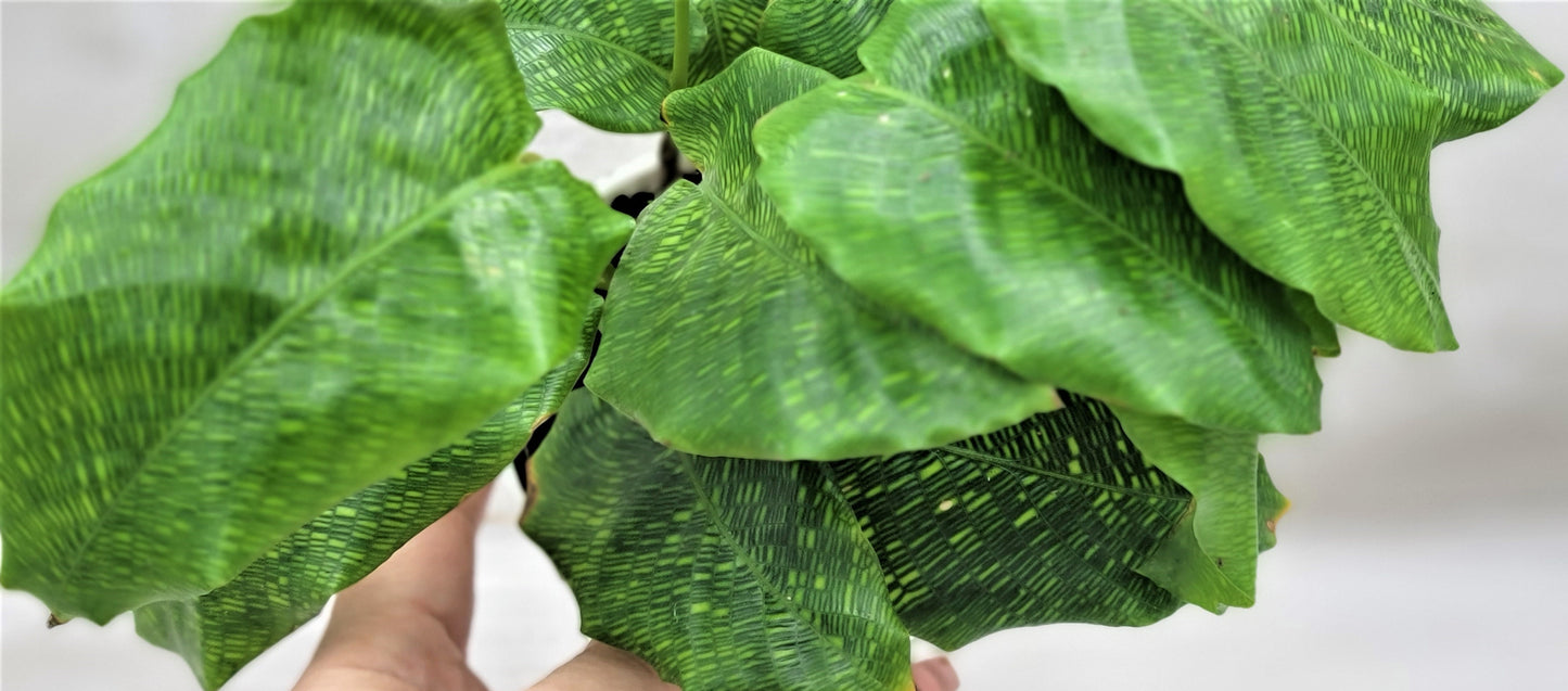 Calathea musaica aka Network Prayer Plant   Live Rare Exotic Tropical Indoor House Plants Easy to Grow Housewarming Gift Decoration Gift for Home or Office By wishlistplant