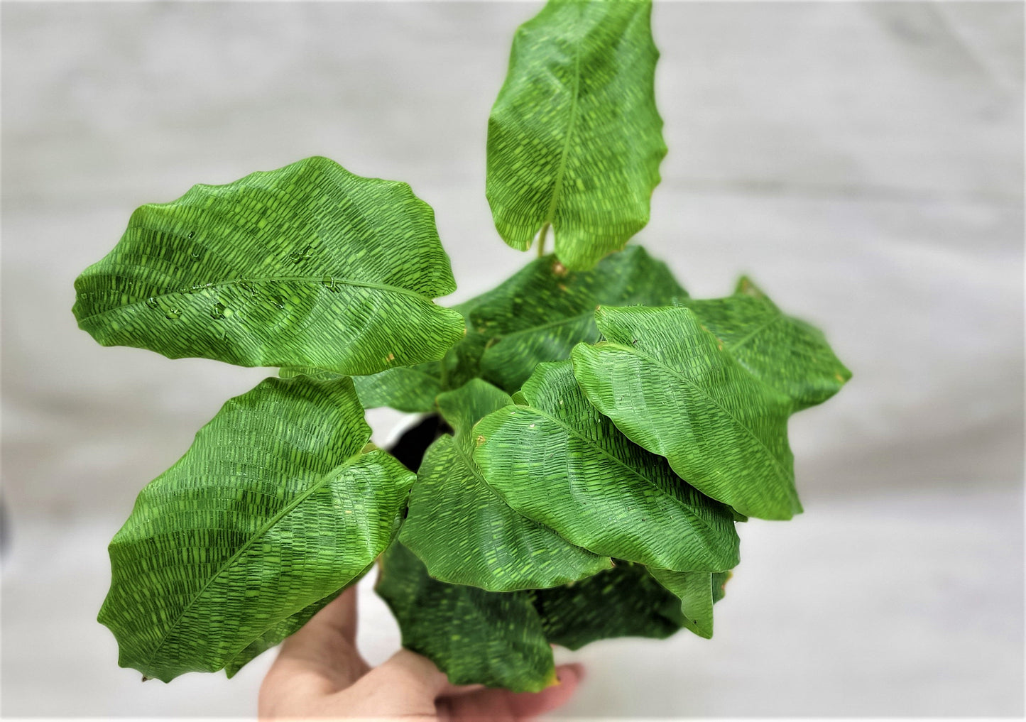 Calathea musaica aka Network Prayer Plant   Live Rare Exotic Tropical Indoor House Plants Easy to Grow Housewarming Gift Decoration Gift for Home or Office By wishlistplant