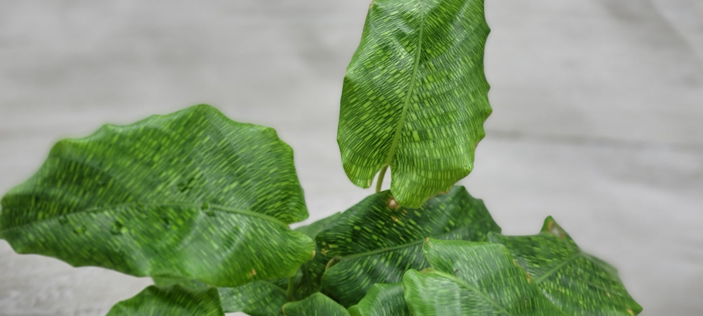 Calathea musaica aka Network Prayer Plant   Live Rare Exotic Tropical Indoor House Plants Easy to Grow Housewarming Gift Decoration Gift for Home or Office By wishlistplant