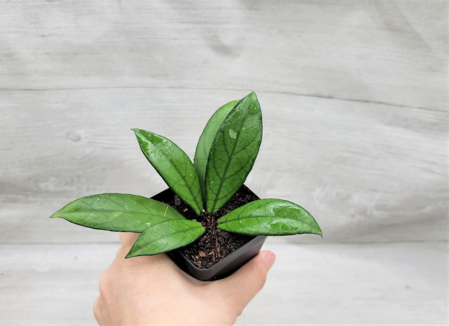 Hoya Crassipetiolata Live Rare House Plants (All Plants are Fully Rooted Plants!)