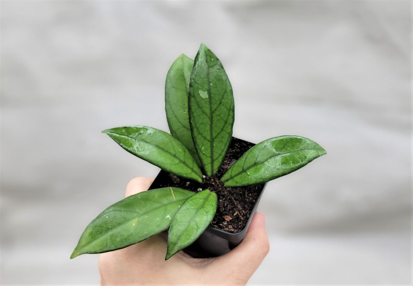 Hoya Crassipetiolata Live Rare House Plants (All Plants are Fully Rooted Plants!)