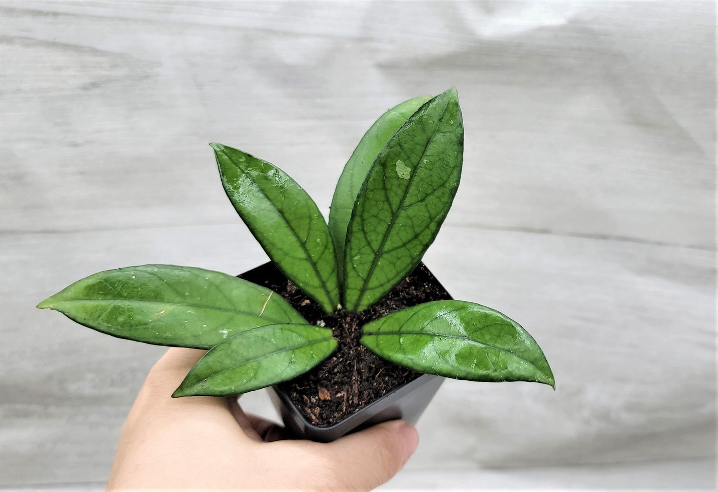 Hoya Crassipetiolata Live Rare House Plants (All Plants are Fully Rooted Plants!)