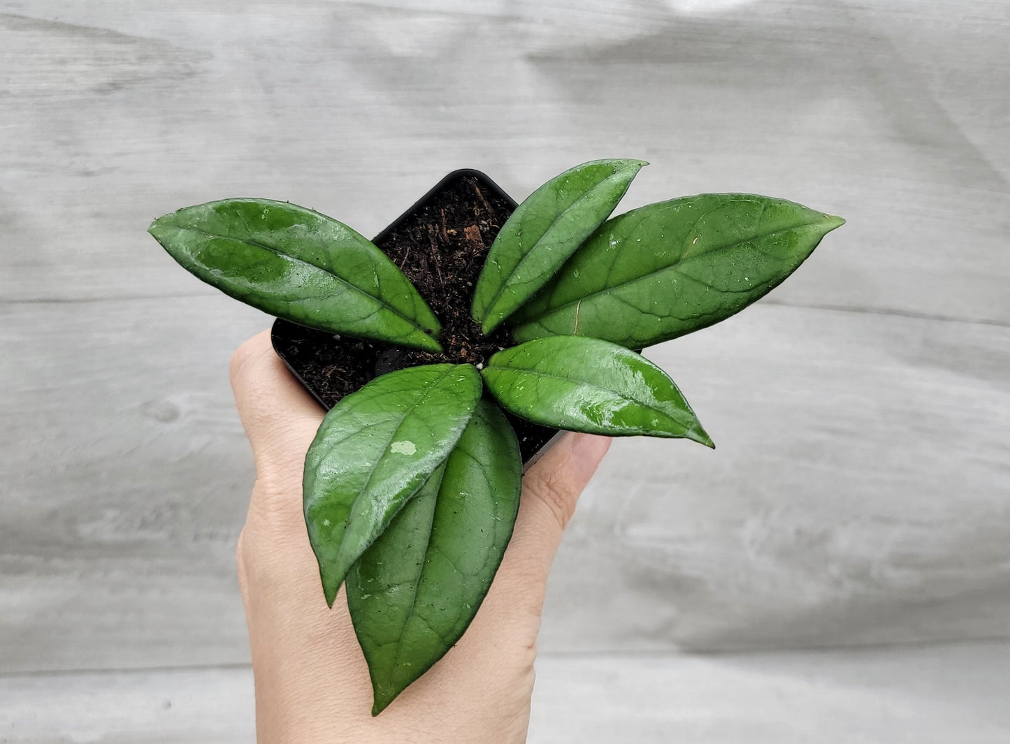 Hoya Crassipetiolata Live Rare House Plants (All Plants are Fully Rooted Plants!)