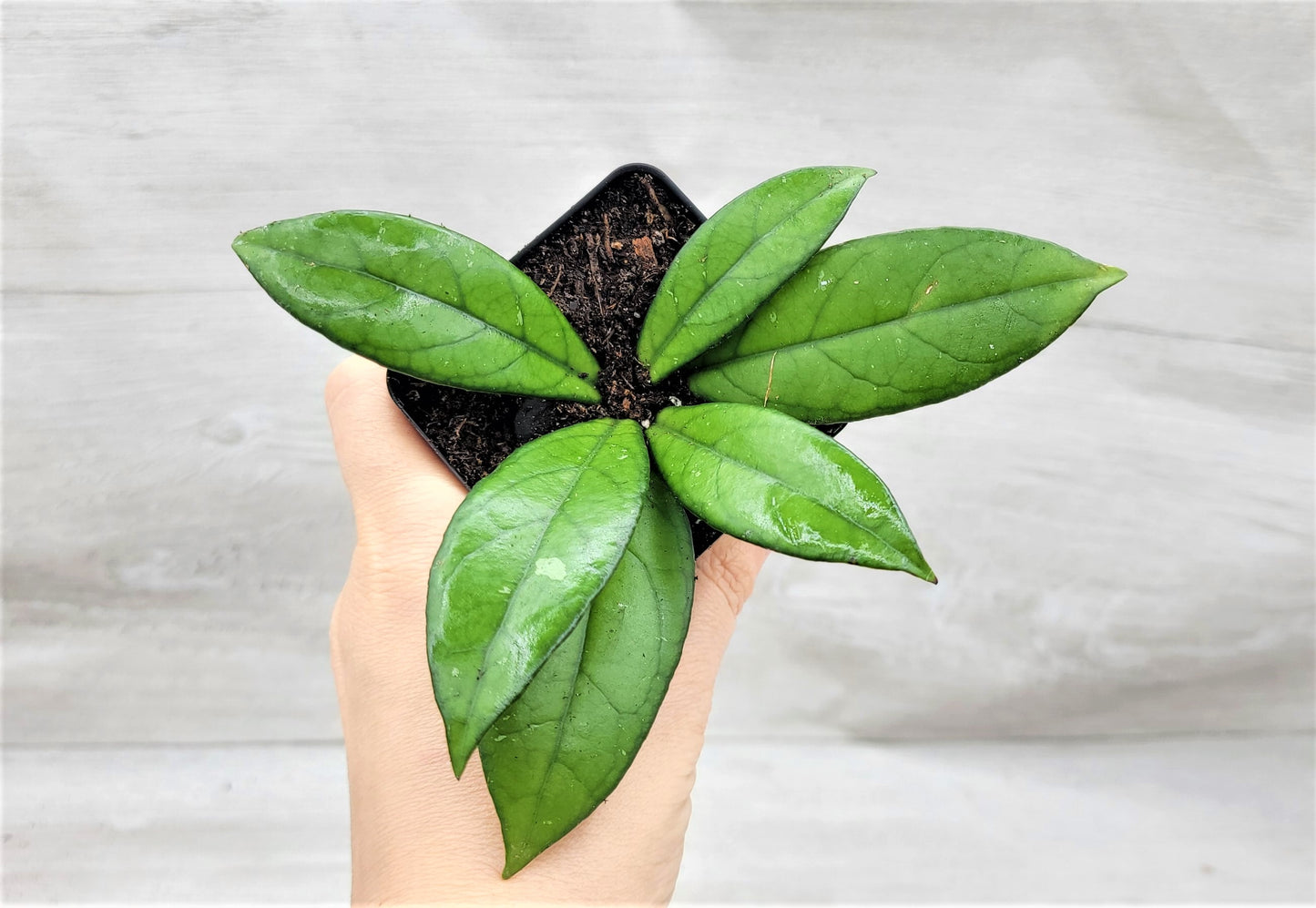 Hoya Crassipetiolata Live Rare House Plants (All Plants are Fully Rooted Plants!)