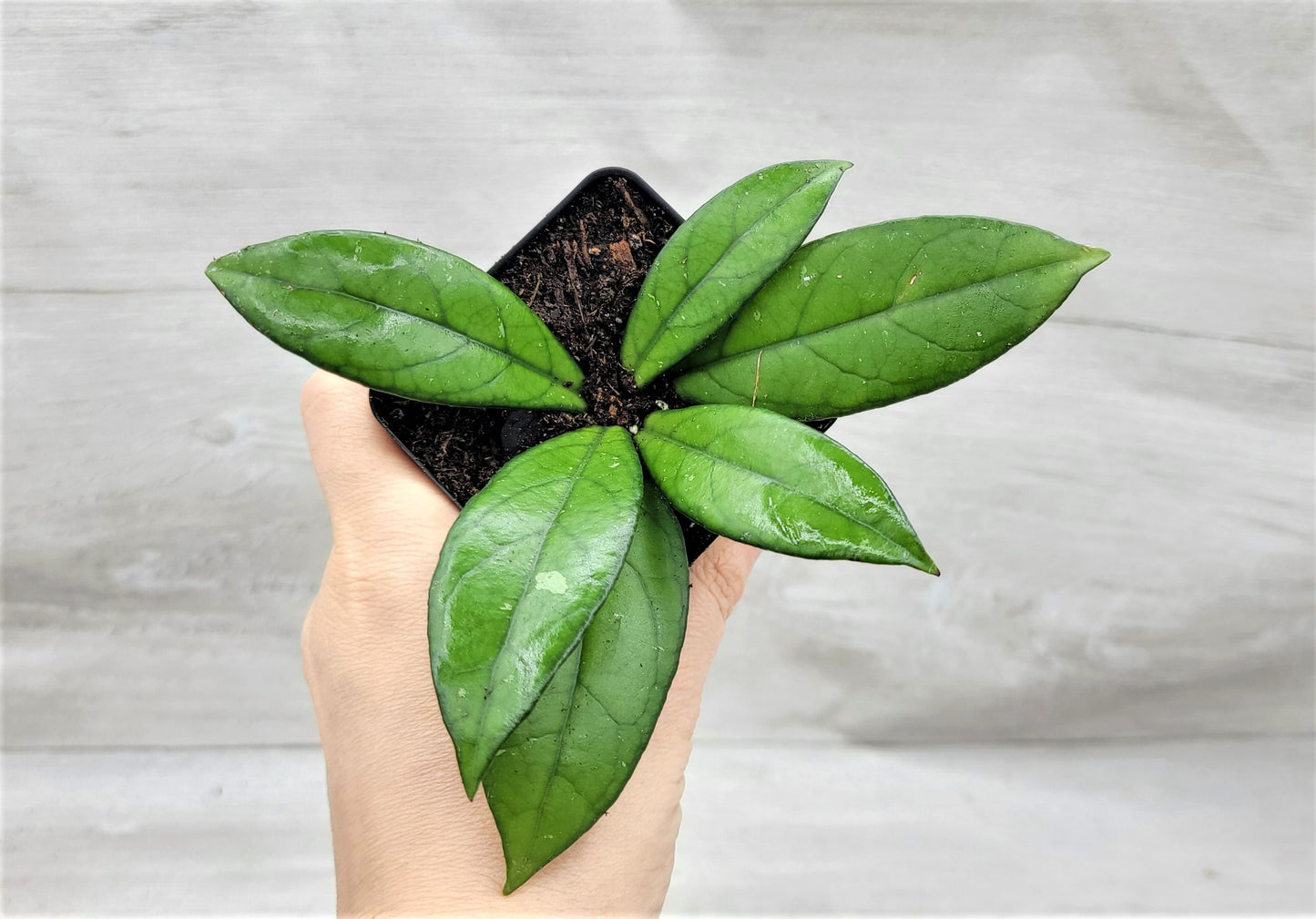 Hoya Crassipetiolata Live Rare House Plants (All Plants are Fully Rooted Plants!)